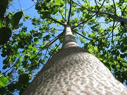 American Regenerative Agriculture