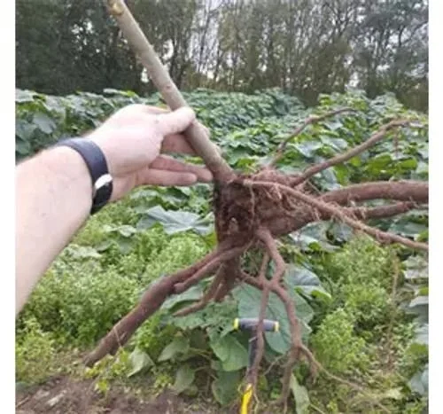 aga roots.jpg