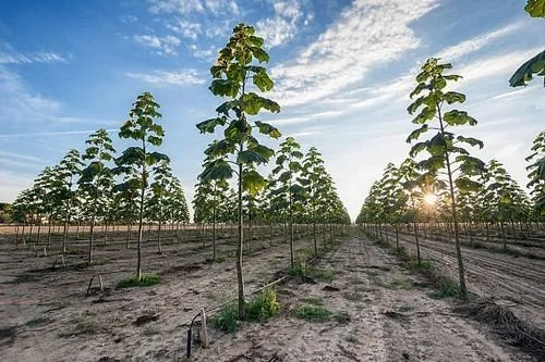 pawlonia plantation.jpg