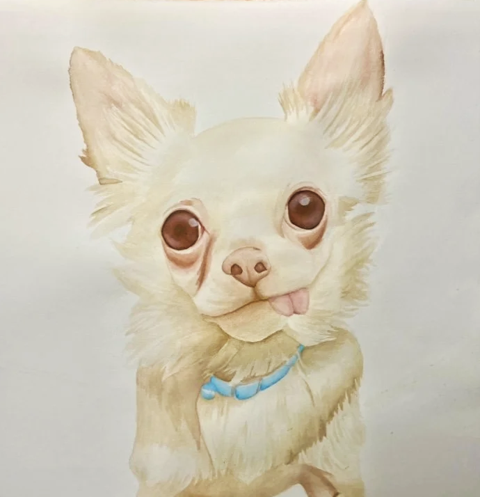Drawing of a small, light-colored Chihuahua with large eyes, sticking out its tongue, wearing a blue collar.