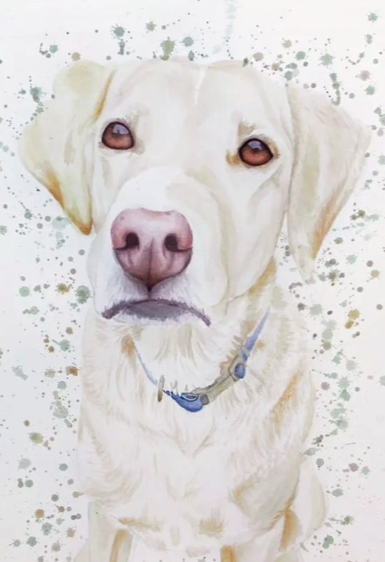 Illustration of a Labrador Retriever dog with a pink nose, brown eyes, and a blue collar, looking directly at the viewer.