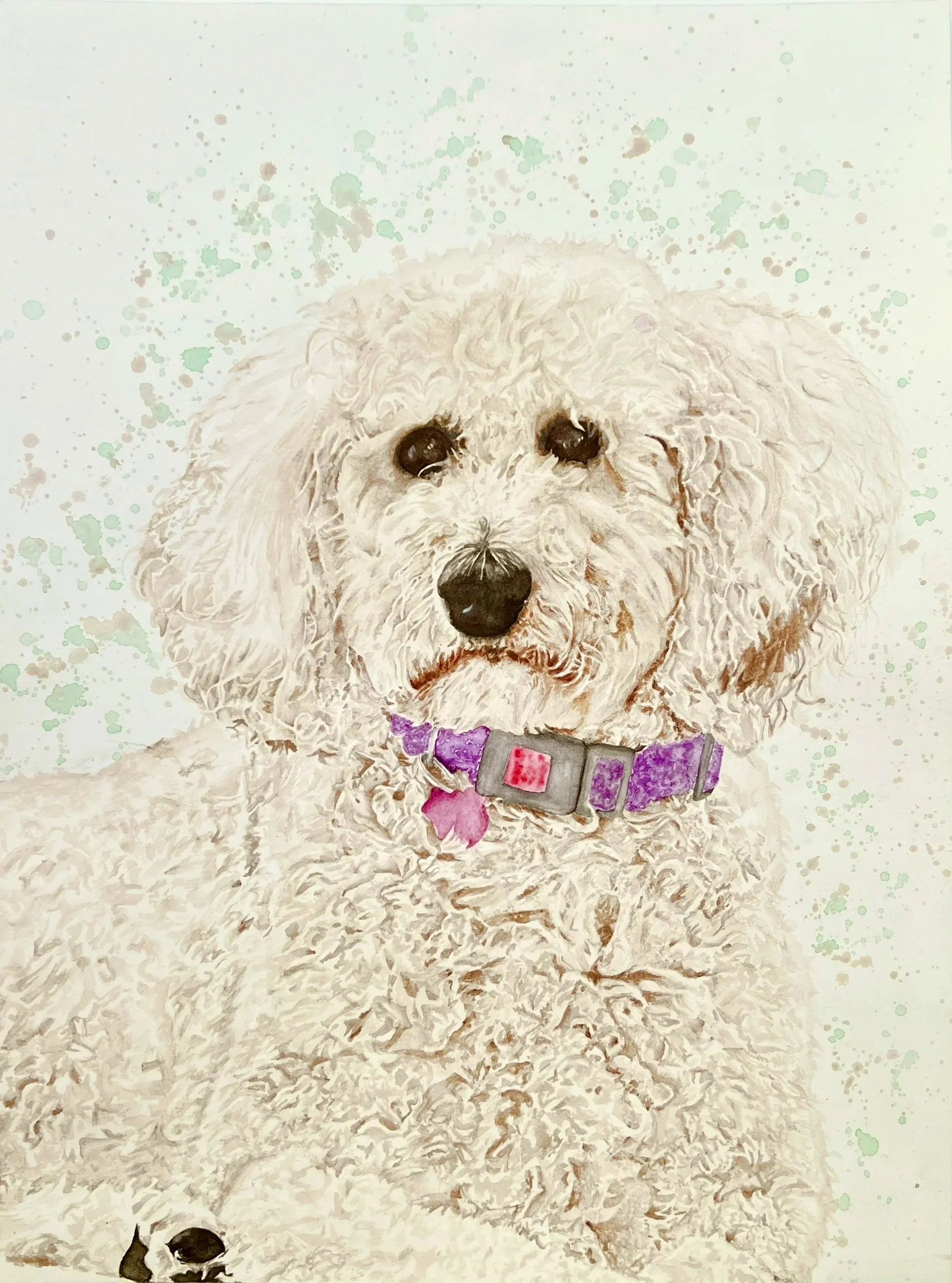 Watercolor painting of a white fluffy dog with dark eyes and nose, wearing a purple collar with a pink tag, against a light background with green and brown splatters.