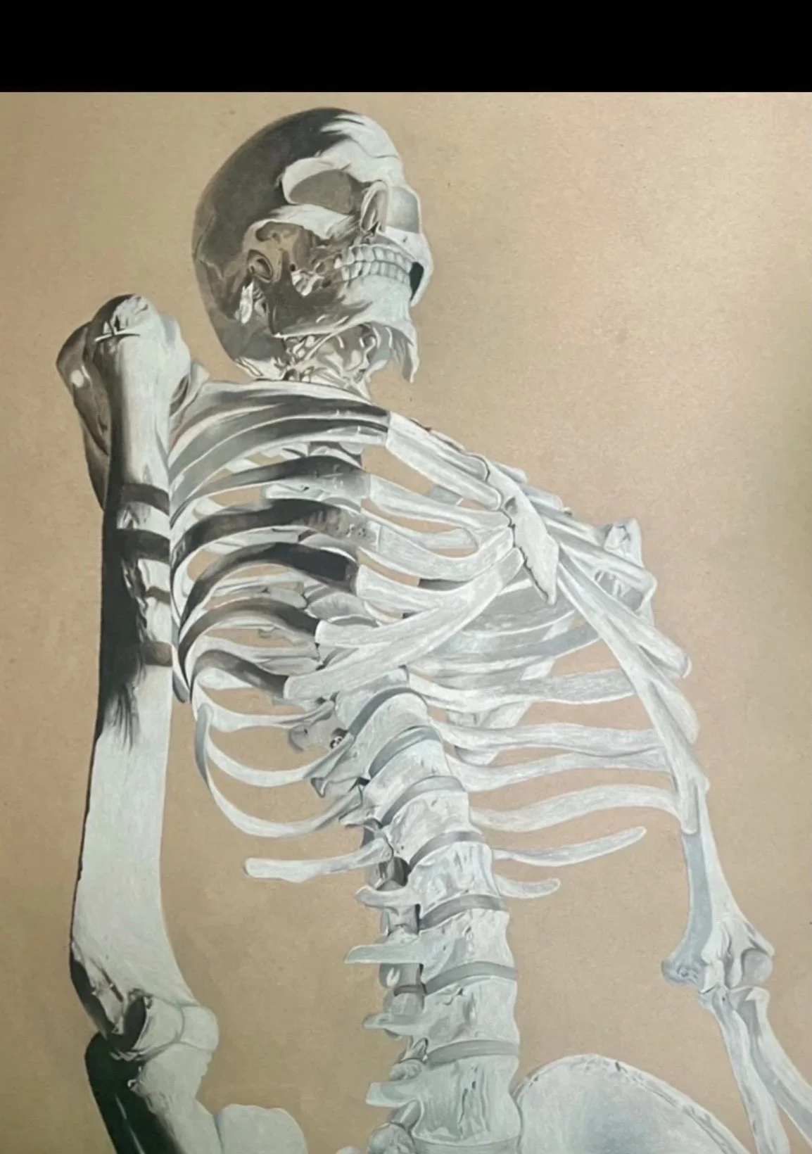 A detailed illustration of a human skeleton with the skull turned upward and slightly to the right against a beige background.
