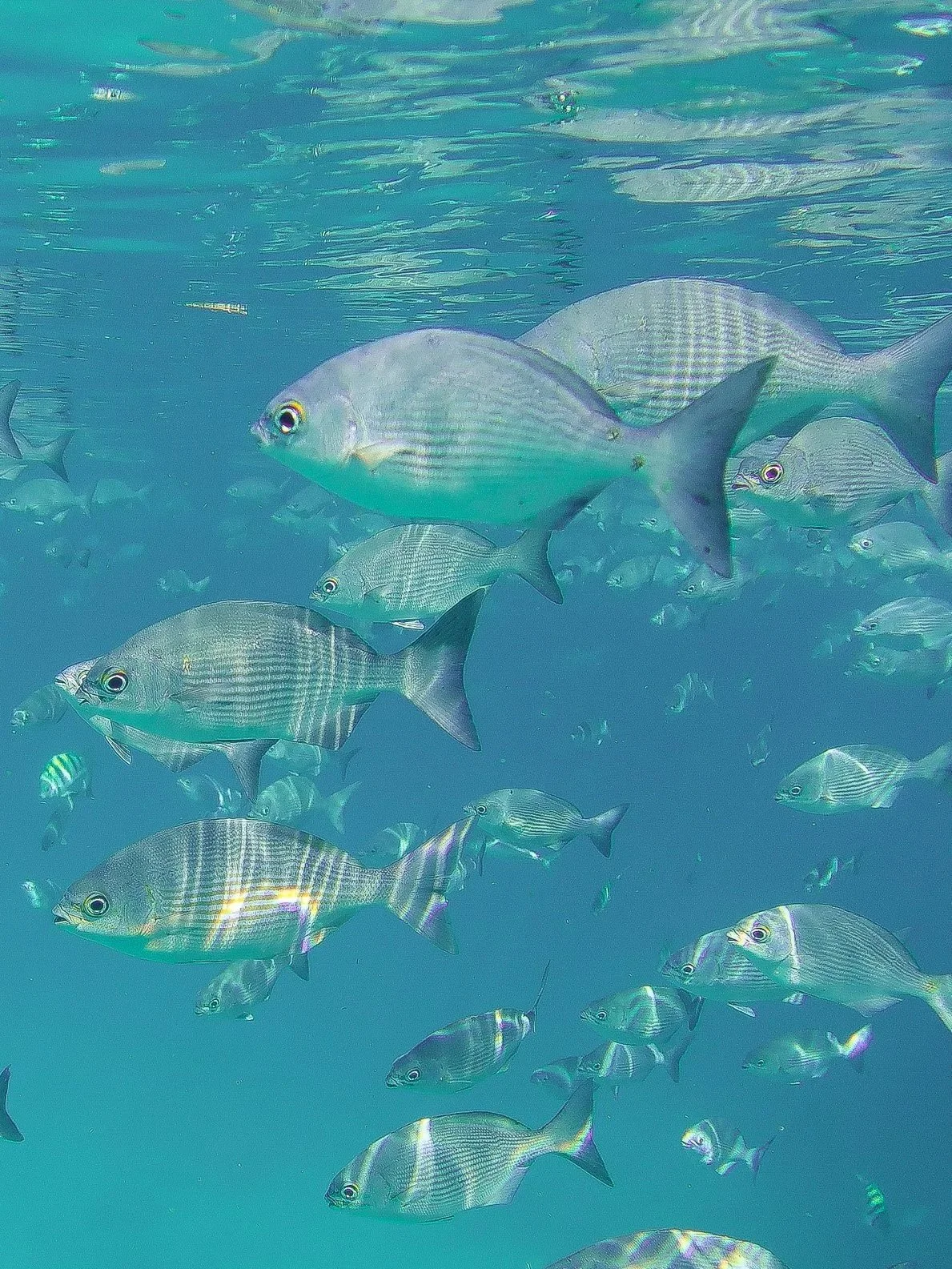 School of fish swimming underwater