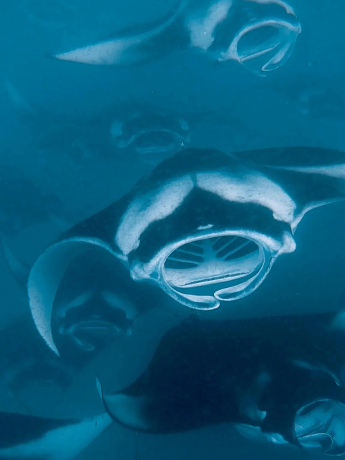 Squadron of manta rays swimming underwater.