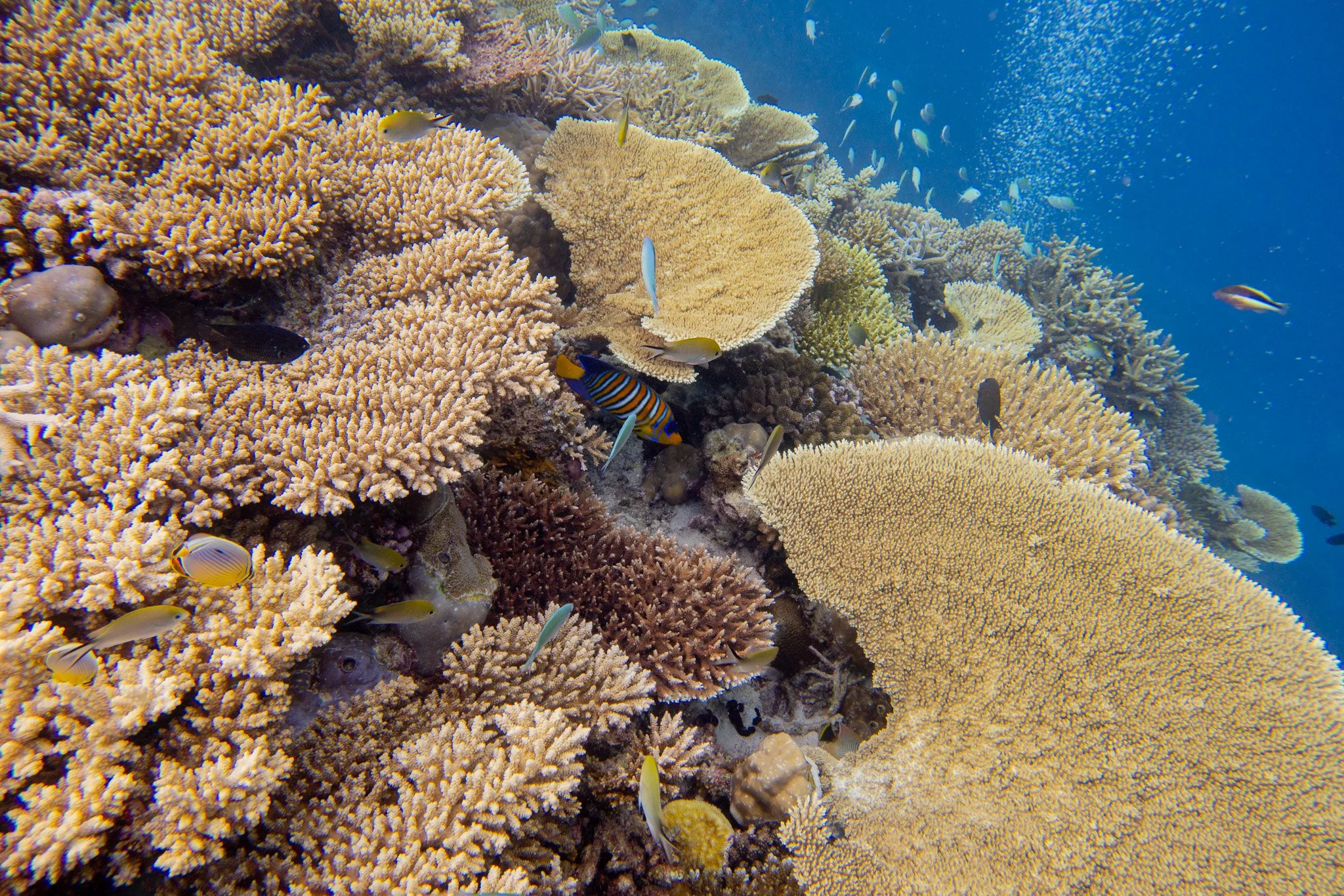 Underwater scene featuring a vibrant coral reef with various colorful fish swimming among the coral structures.
