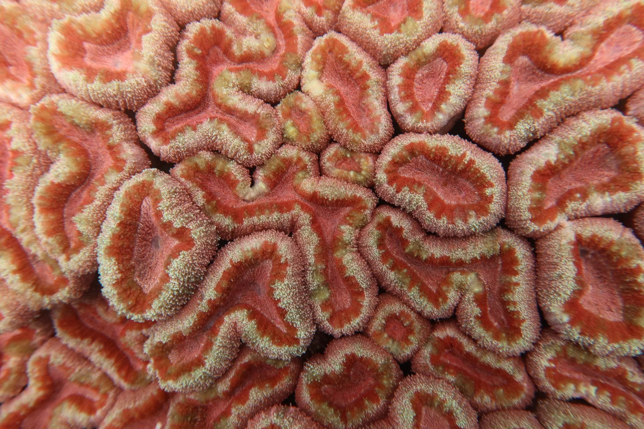 Close-up of a vibrant red and orange coral with textured surface.