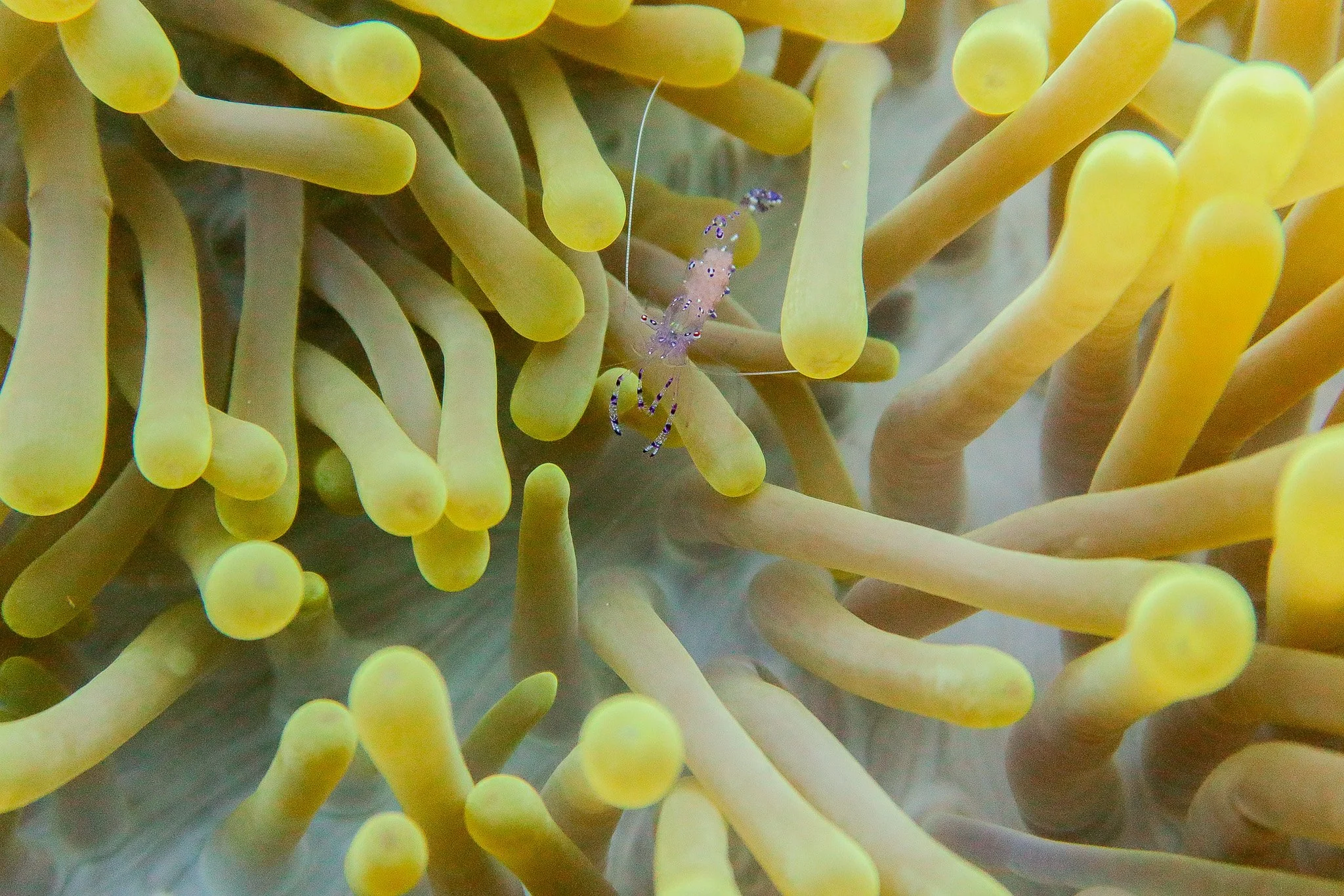 Close-up of a yellow-green sea anemone with a Pederson cleaner shrimp resting on its tentacles.