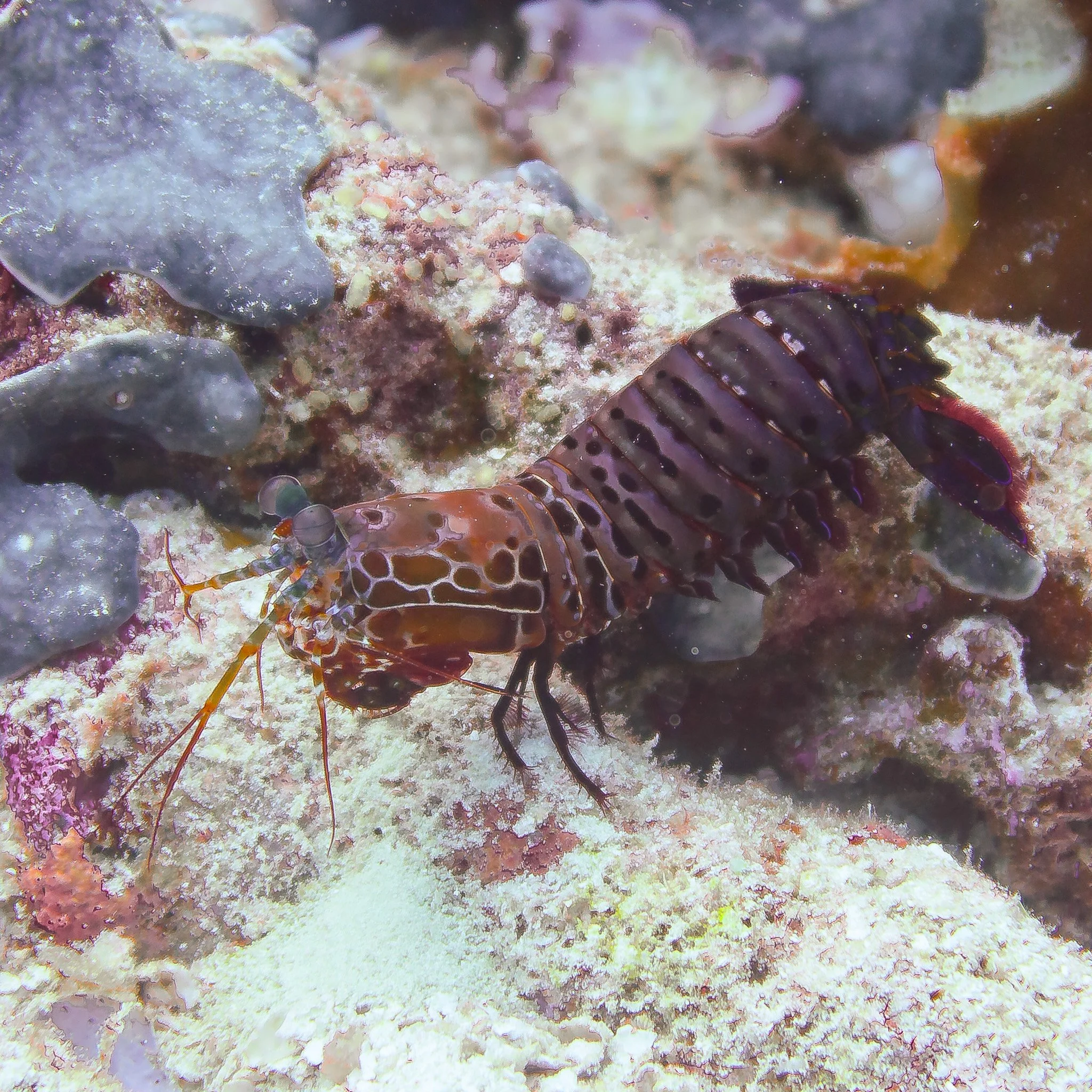 Close-up underwater shot of a marine environment with rocks, coral, and a mantis shrimp on the ocean floor.