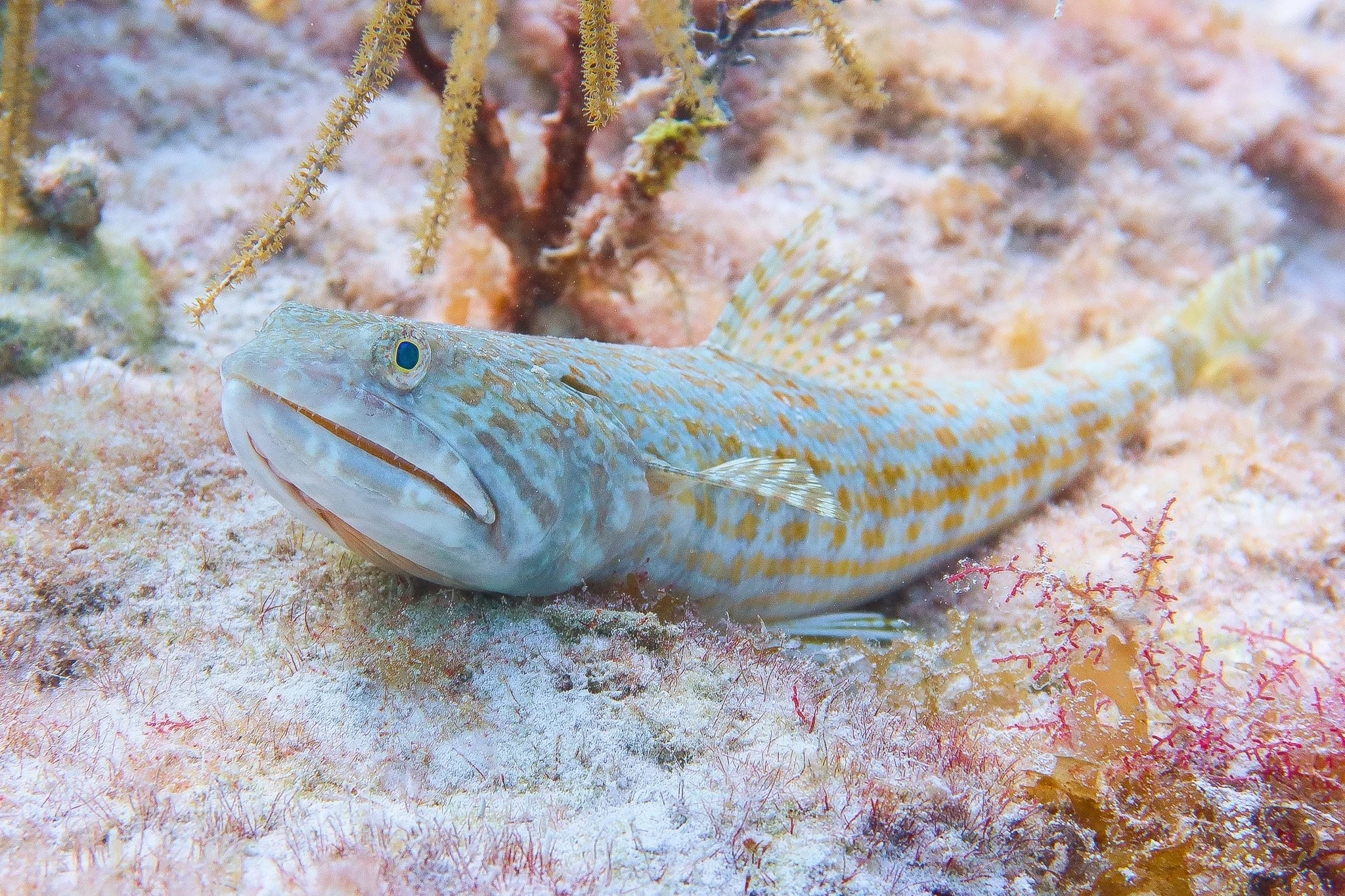 A fish with a slender body, light coloring with yellowish spots, and a patterned tail, resting on a coral reef backdrop.