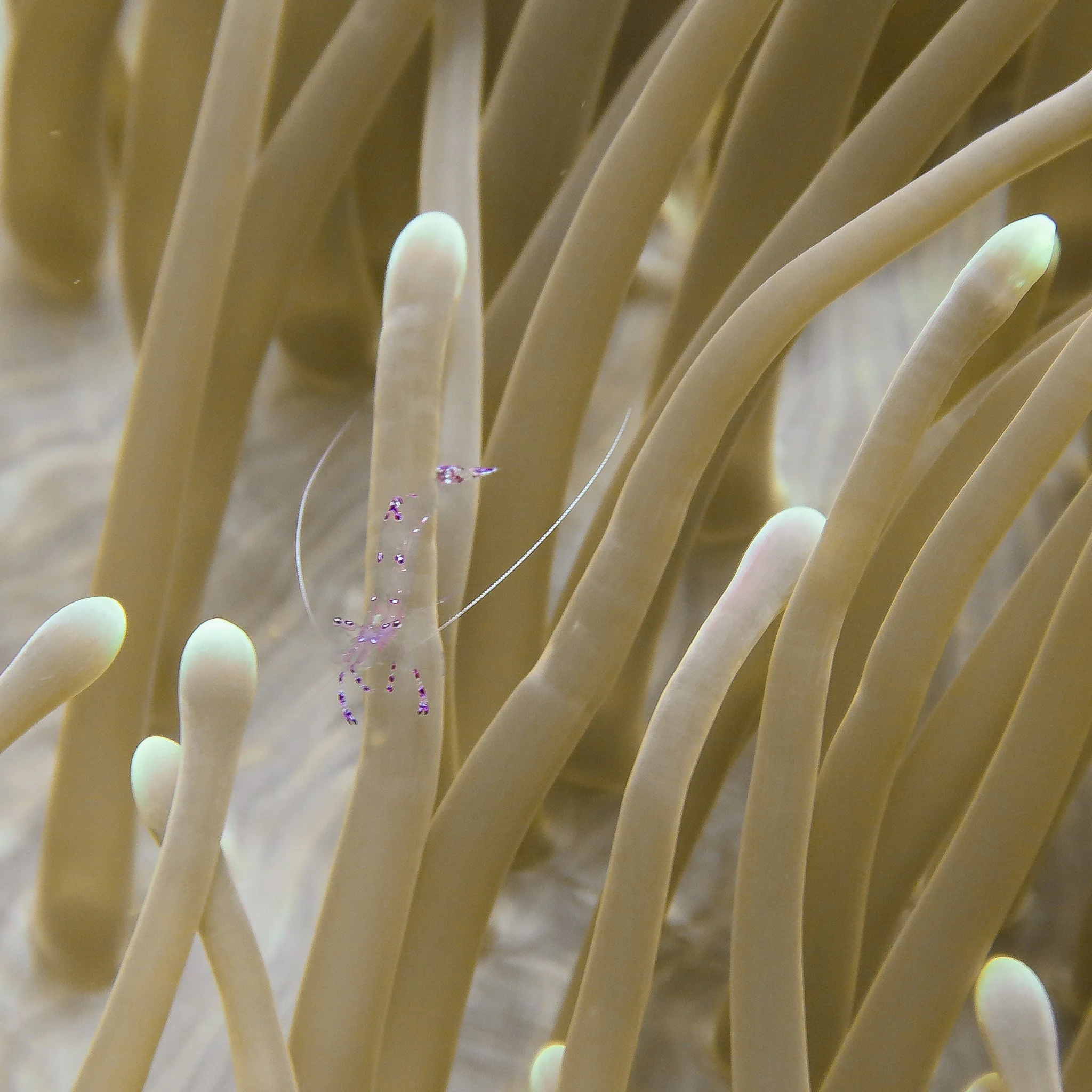 Close-up of a sea anemone with a Pederson cleaner shrimp nestled inside.