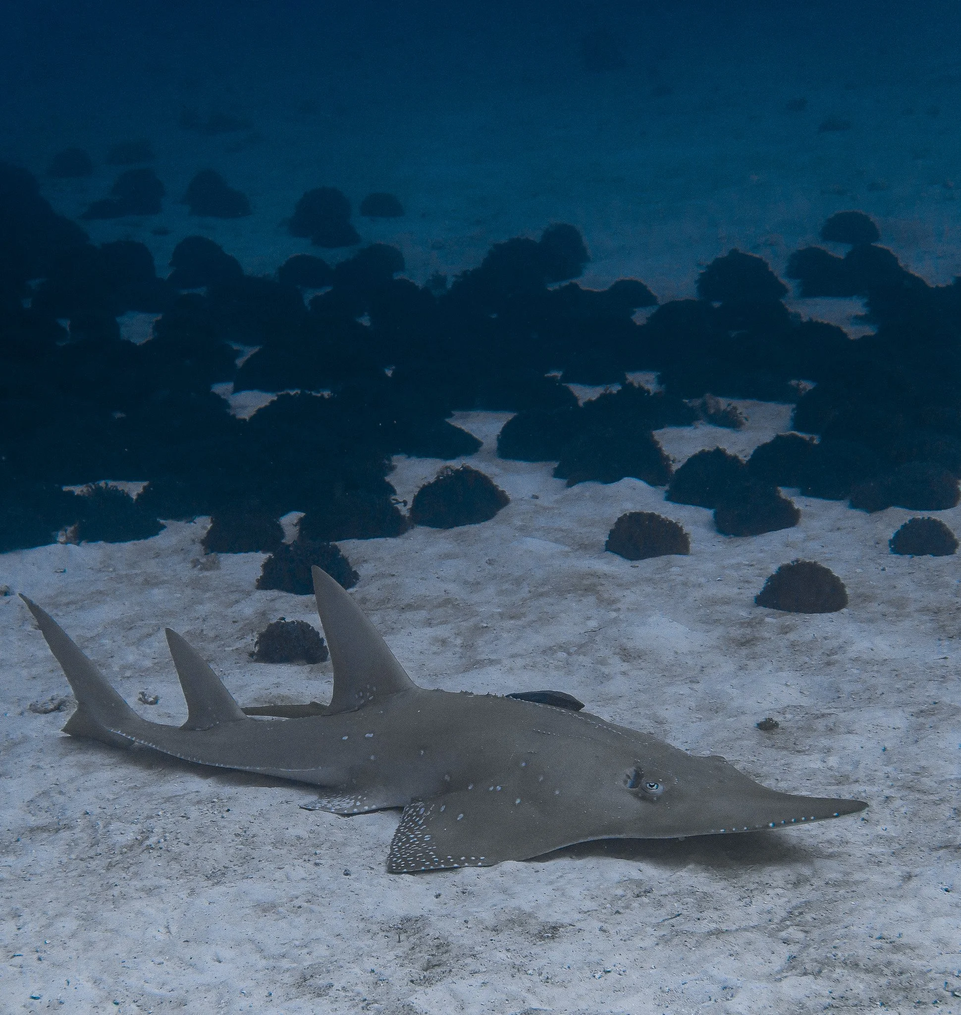 Sawfish resting on the ocean floor with large rocks and sandy terrain in the background.