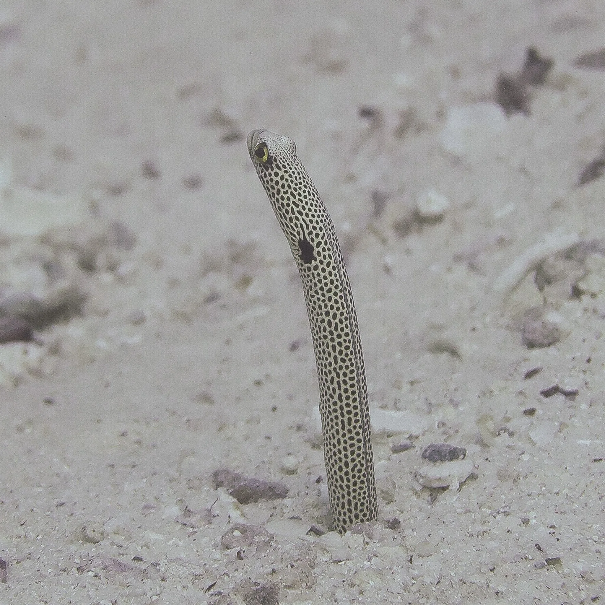 Close-up of a pipefish on a sandy, textured surface with scattered small rocks.
