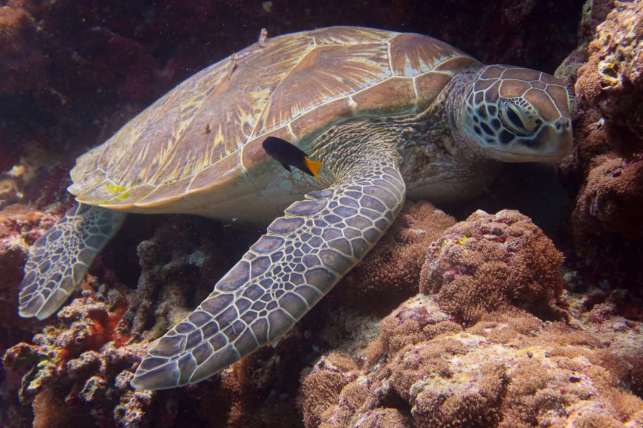 A sea turtle sleeping in coral reef with a small fish nearby.
