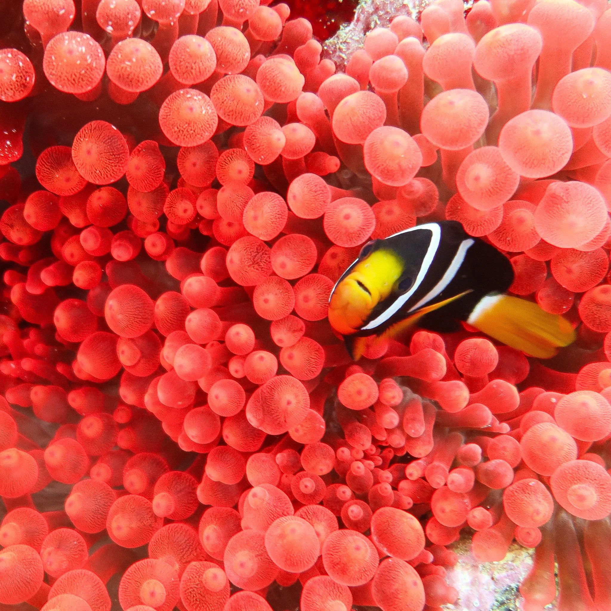 A group of orange and red sea anemonefish swimming among bright red sea anemone tentacles.