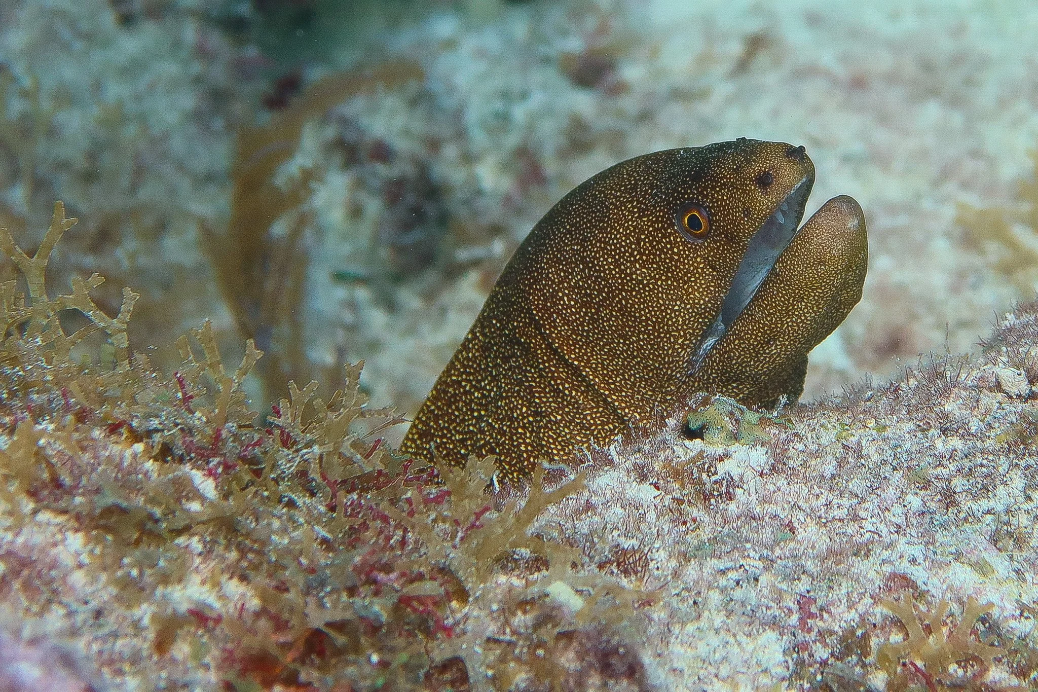 A close-up underwater photograph of an eel among coral and marine plants.
