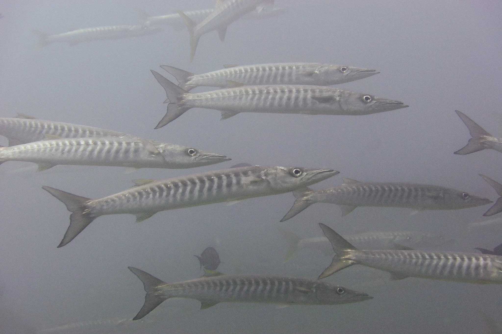 School of barracuda fish swimming in the ocean.