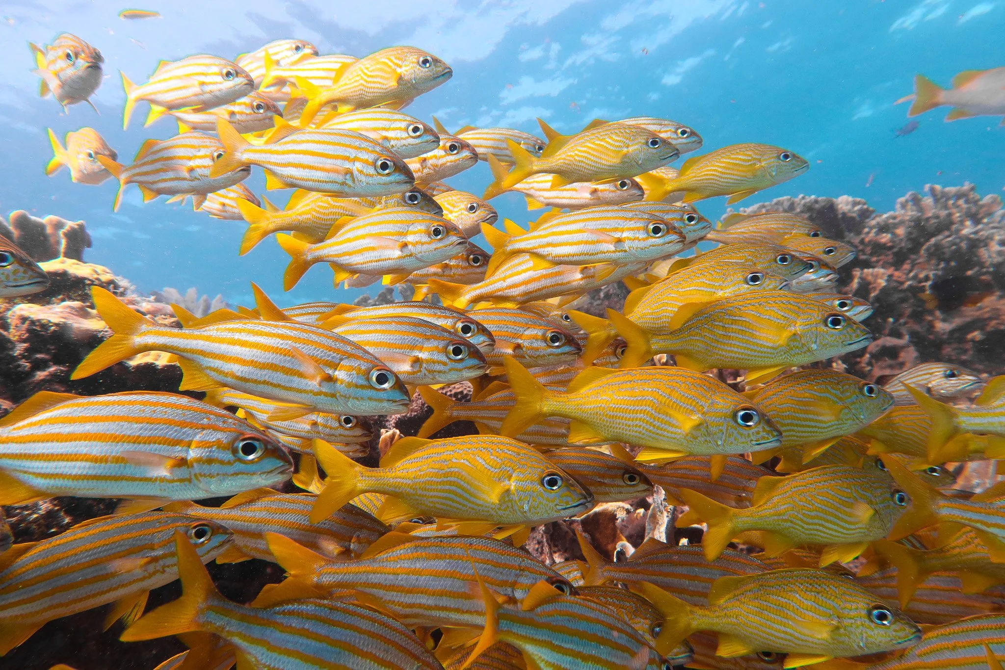 School of yellow and orange striped fish swimming near coral reef.