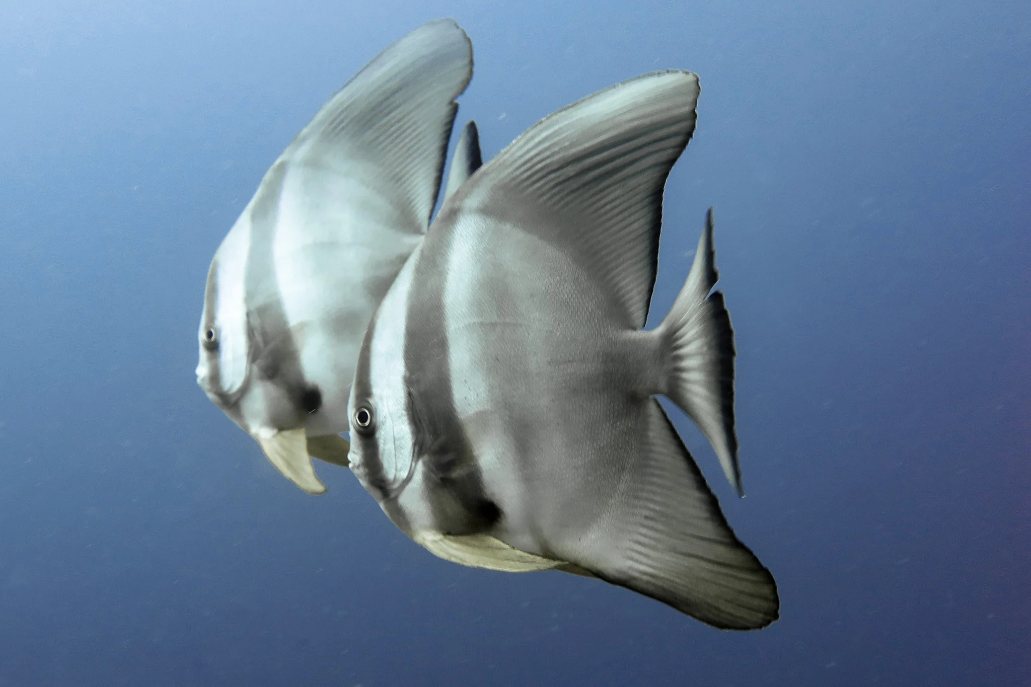 A pair of batfish swimming in blue water.