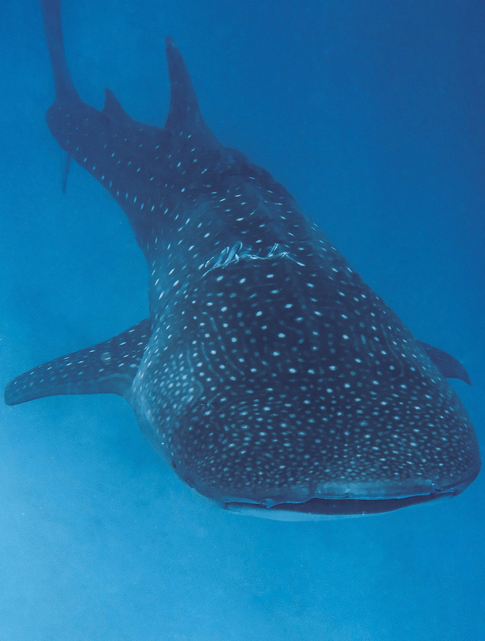 A whale shark swimming in the ocean, viewed from below with water surrounding it.