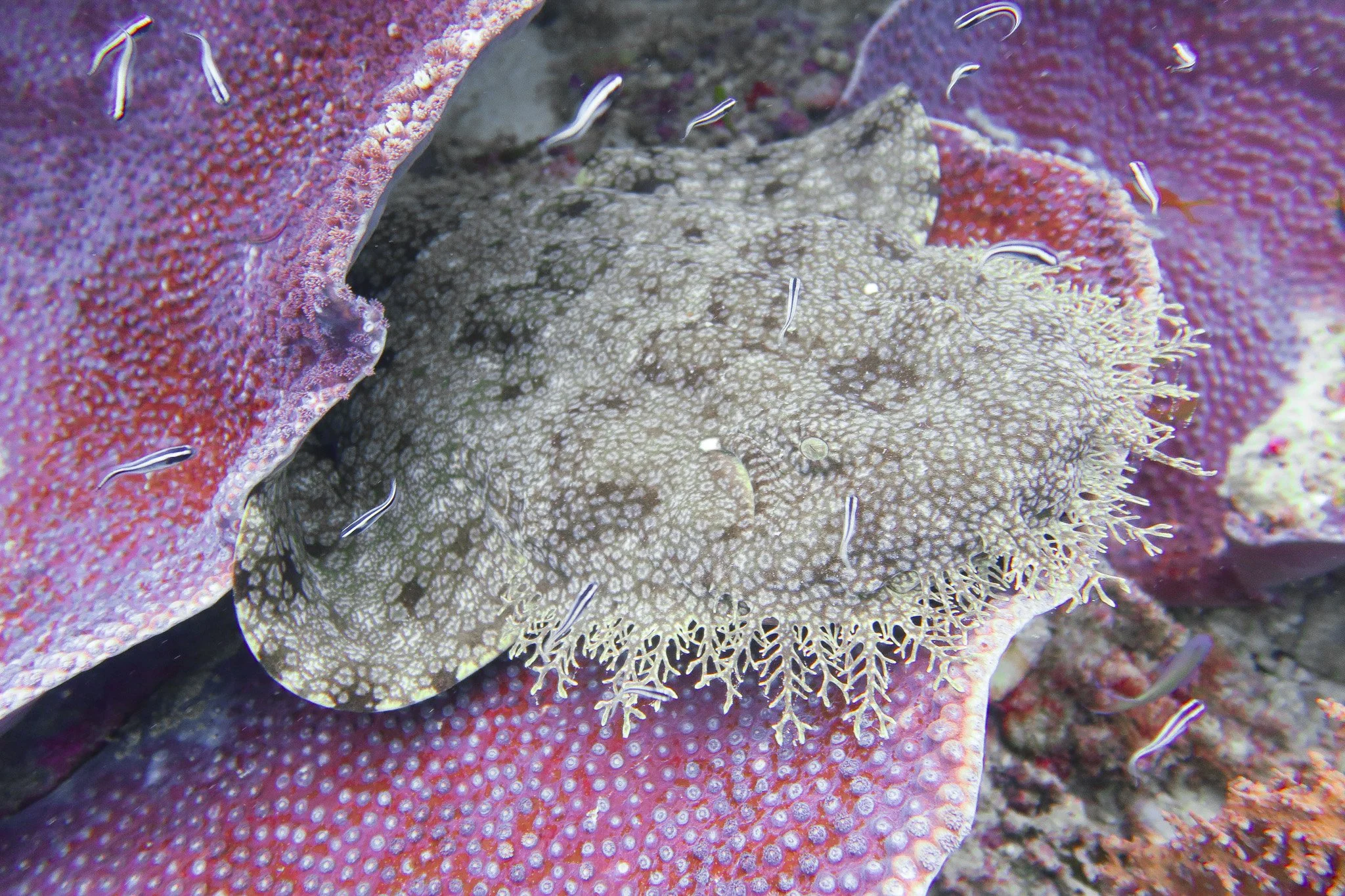 Close-up underwater photograph of a large purple and pink coral with a hidden wobbegong shark nestled between it.