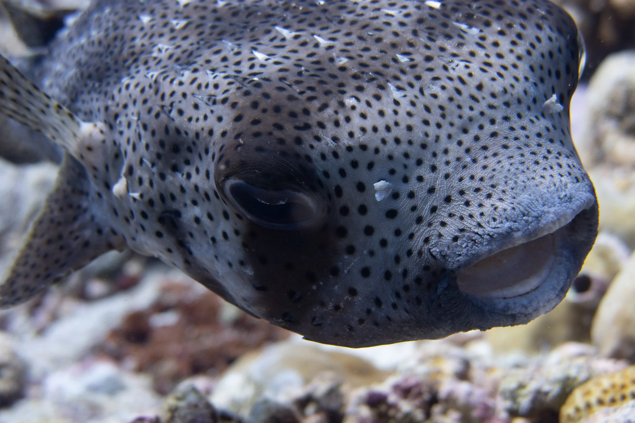 Close-up of a spotted pufferfish underwater with a sandy and rocky background.
