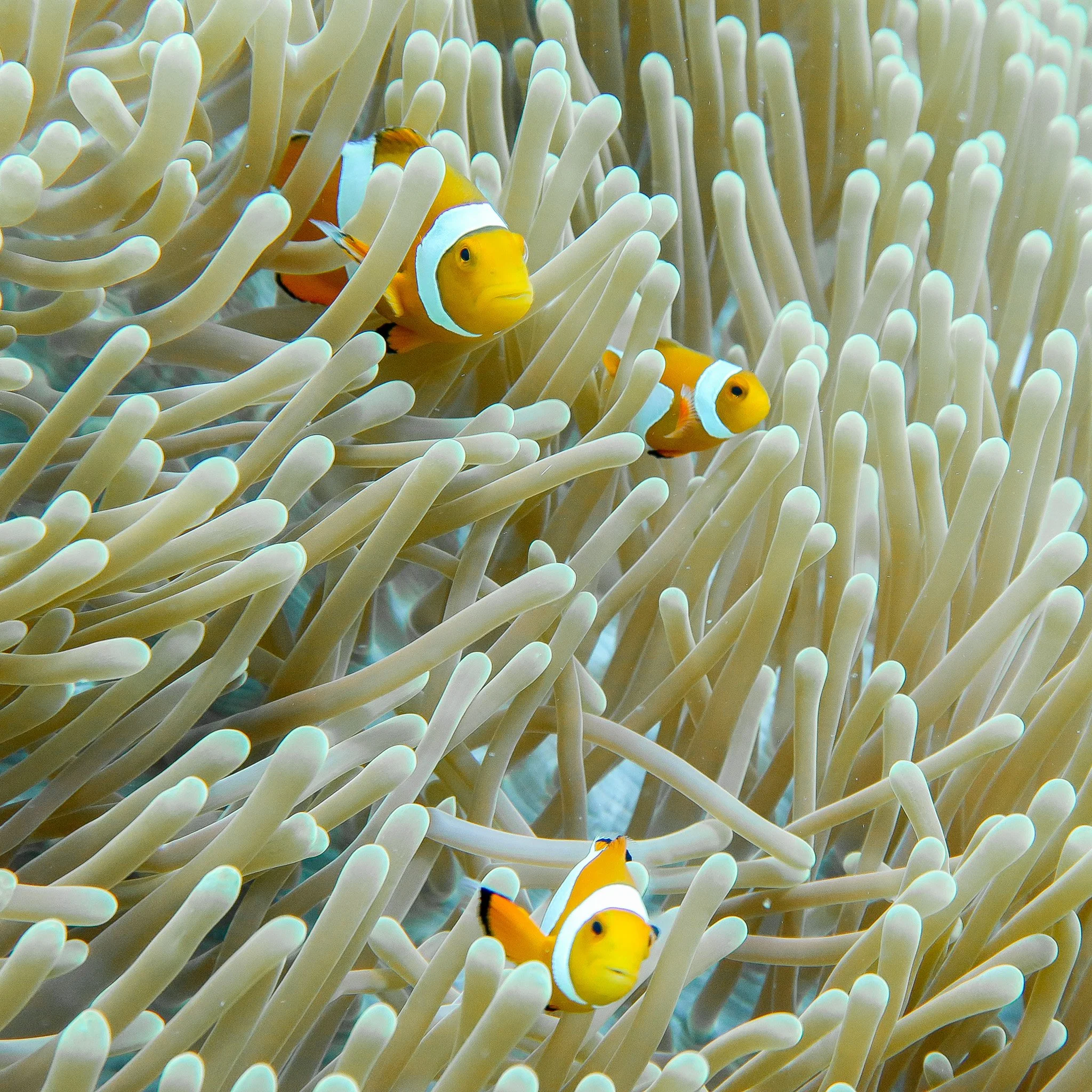 A clownfish swimming among the tentacles of a sea anemone underwater.