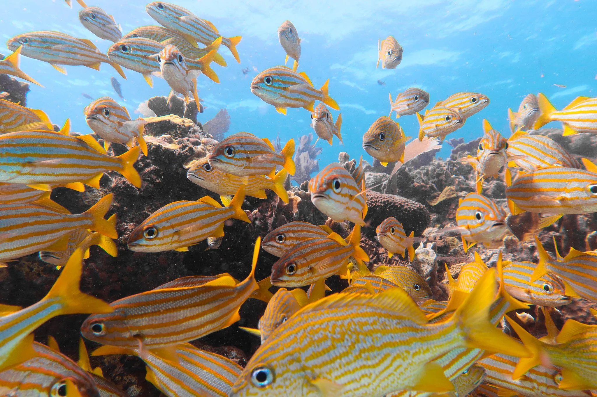 School of colorful striped fish swimming over a coral reef underwater.