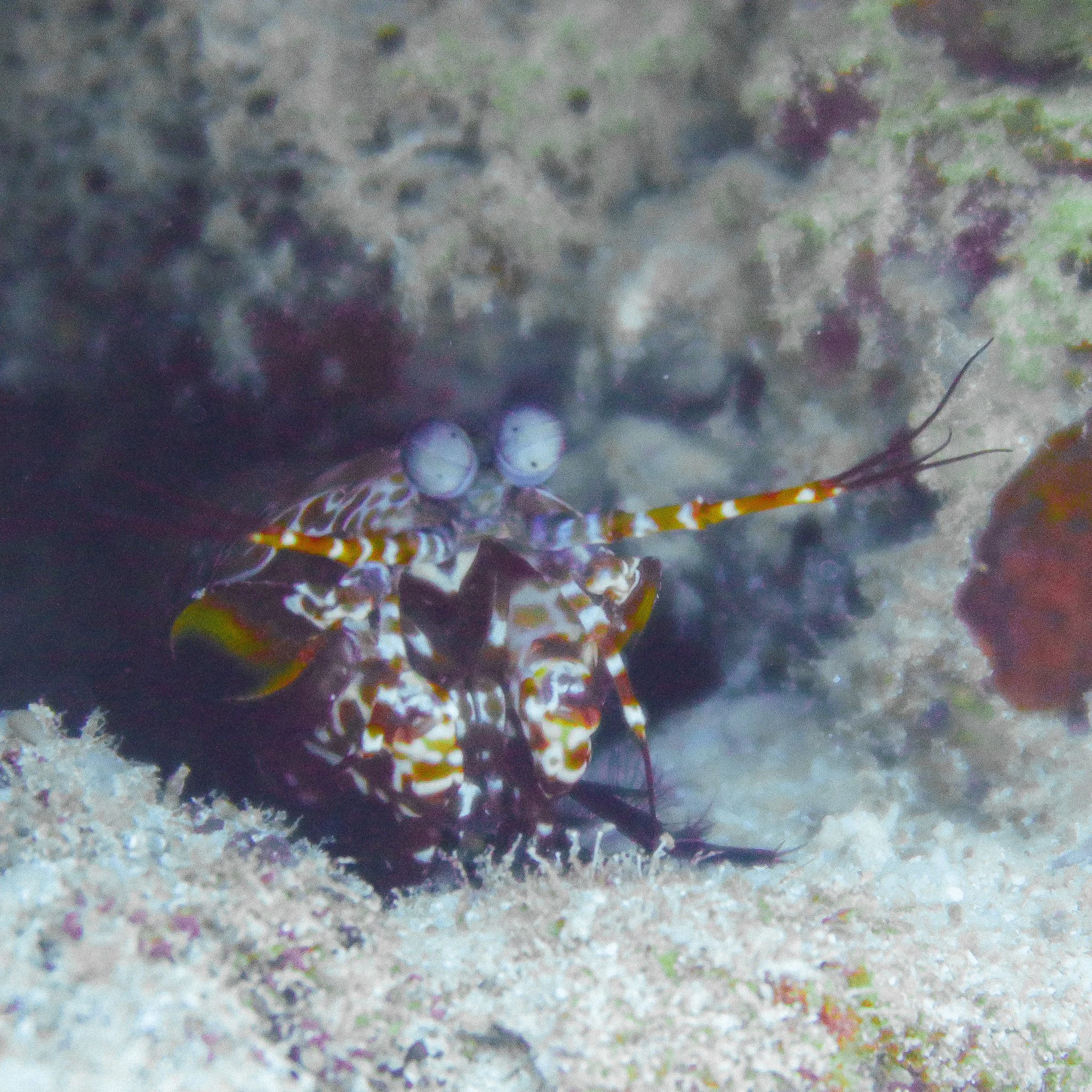 Colorful underwater scene showing a mantis shrimp on the ocean floor with corals and marine plants.