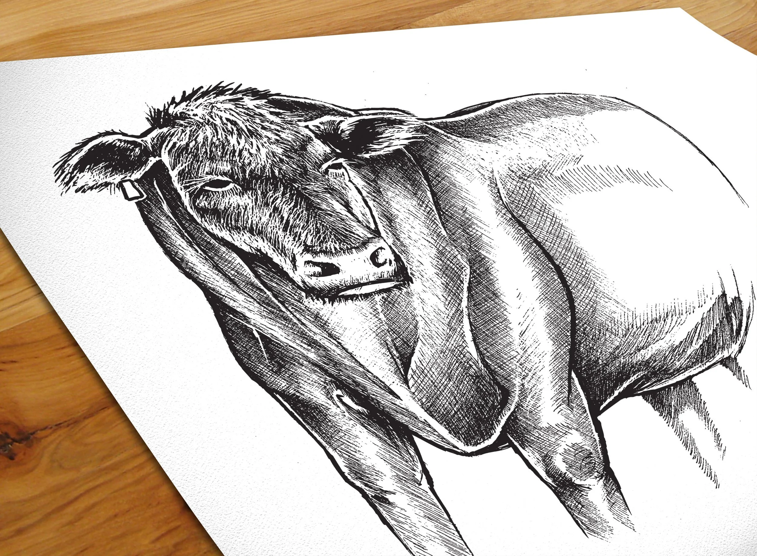 Hackett's-Bull-Illustration.jpg