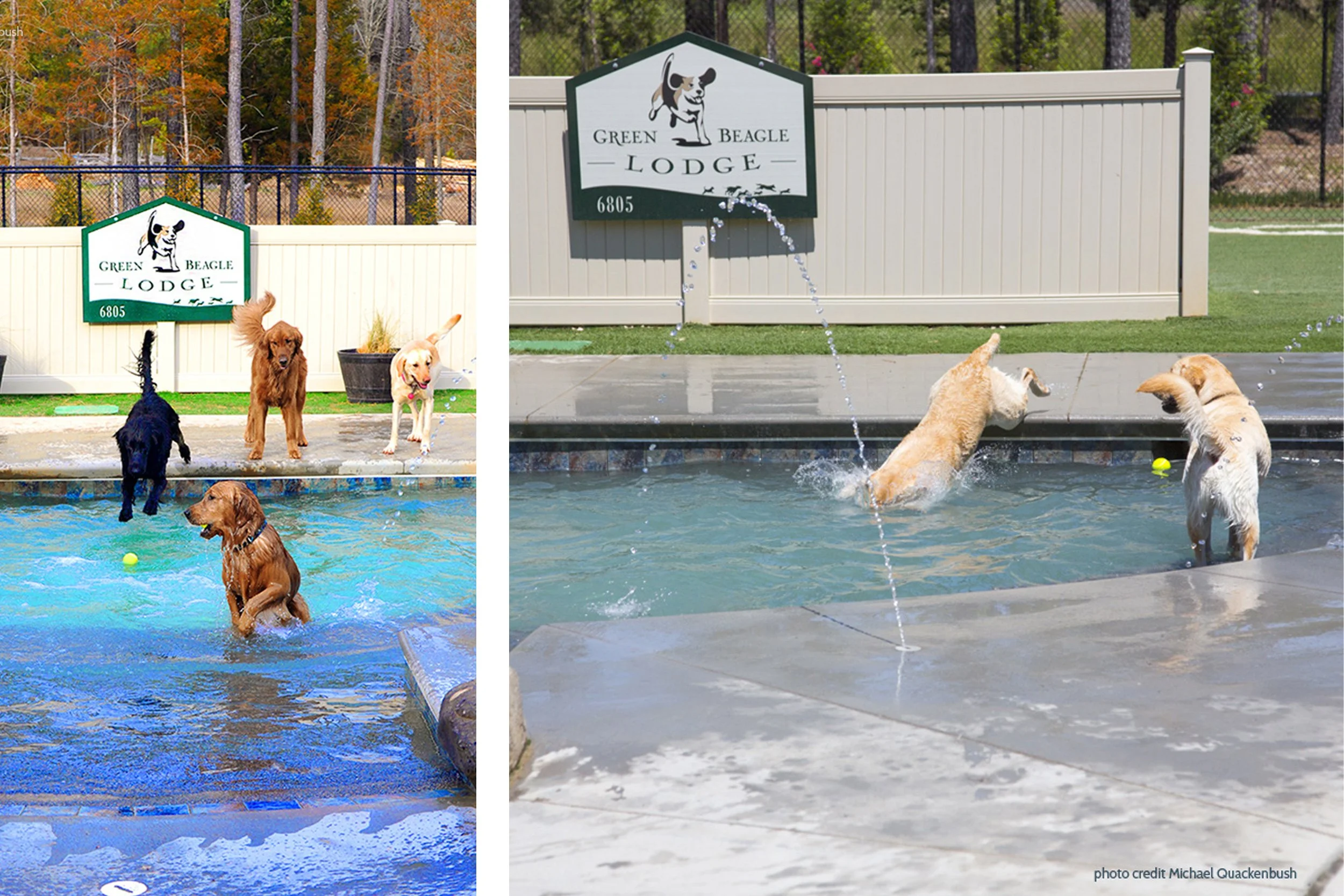 GBL-dog-dive.jpg