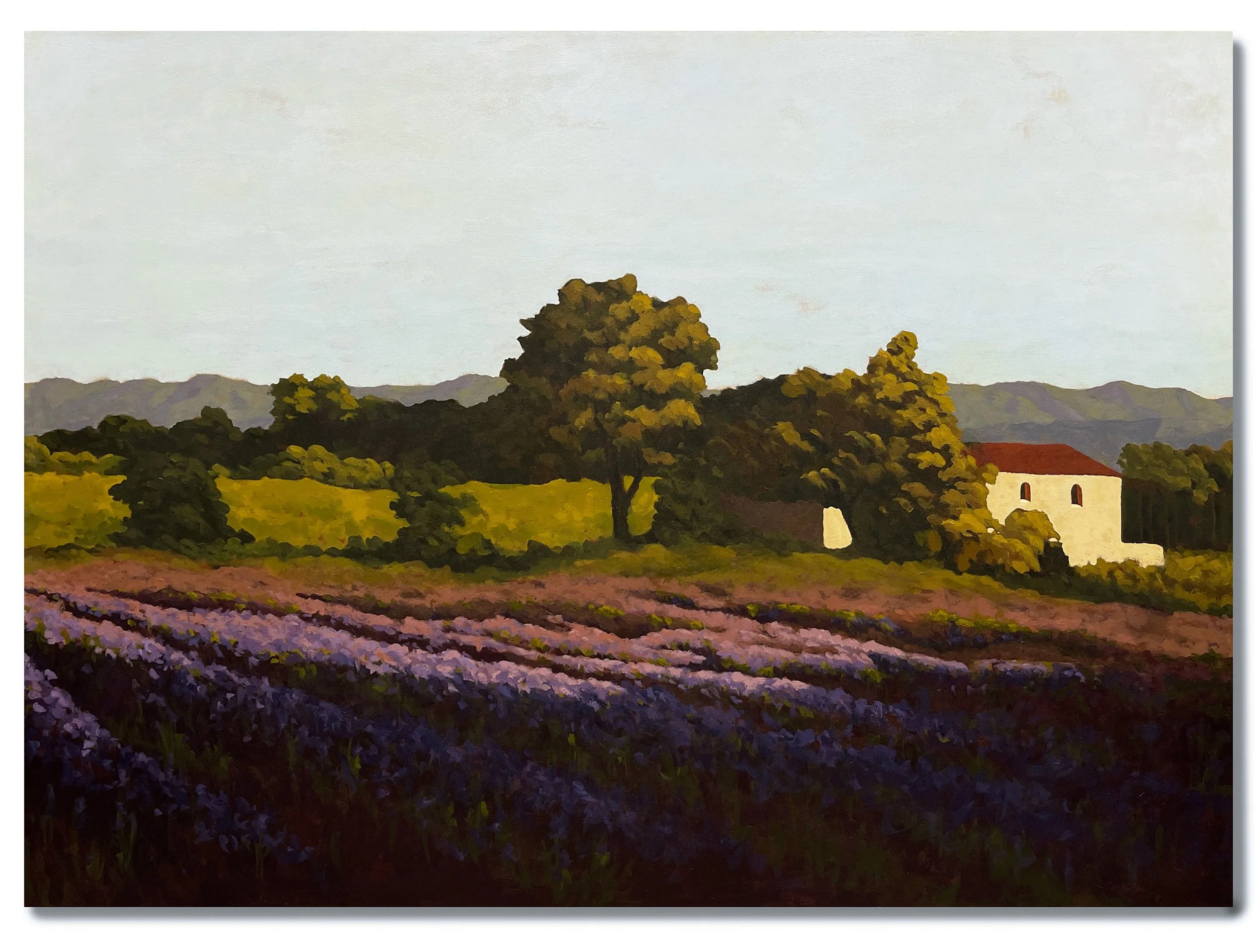 Campi di Landa (Lavender Fields) 72" x 52"  Call for pricing