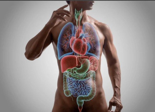 At Jamieson Health Center, we use Applied Kinesiology to asses how different systems of the body function & interact