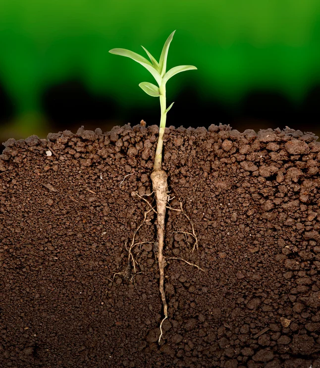 Root Awakening