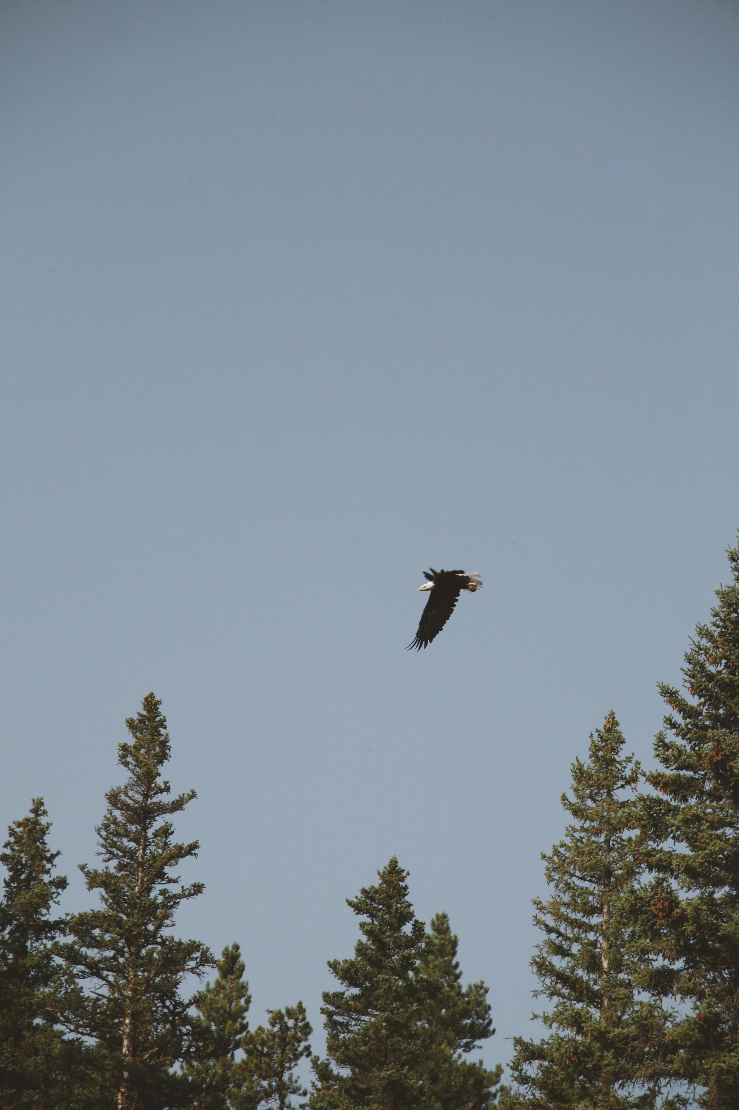 Winging It to a Winning Transition