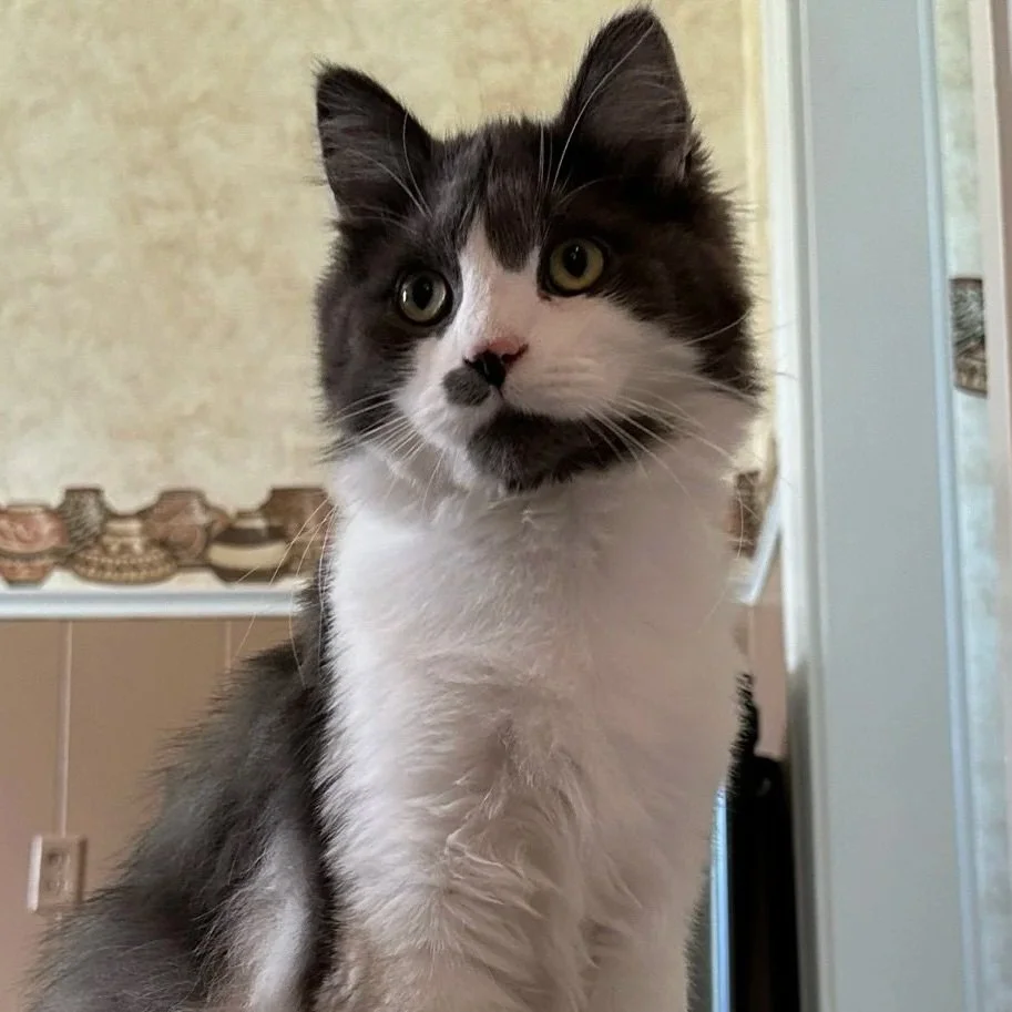 Alphie