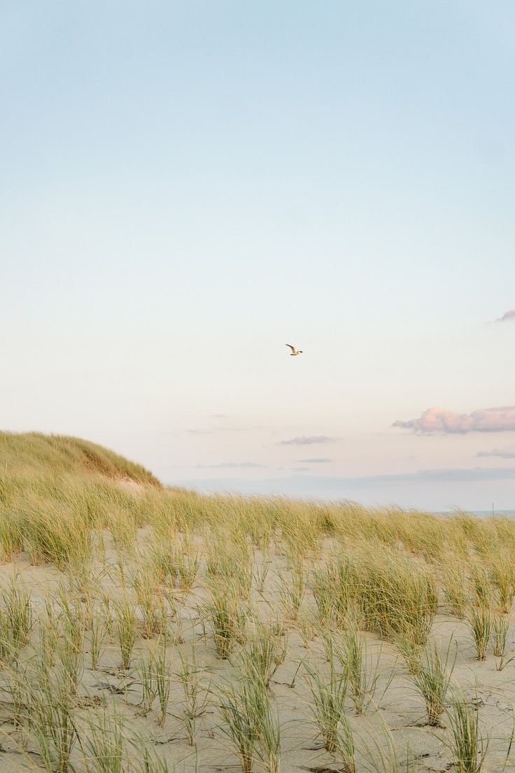 Gulls Over Madaket - Etsy.jpeg