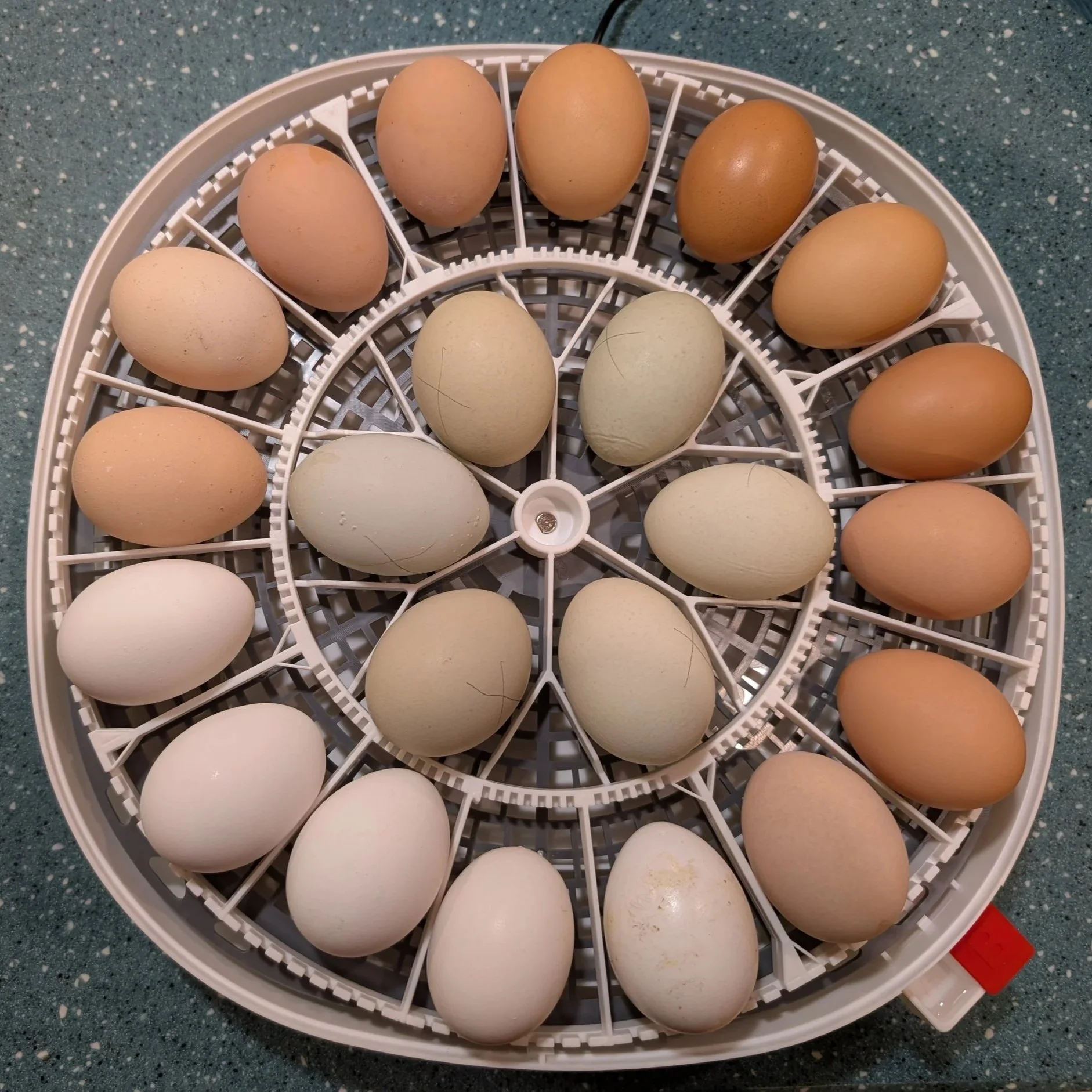Eggs in a white plastic egg tray on a speckled blue countertop.