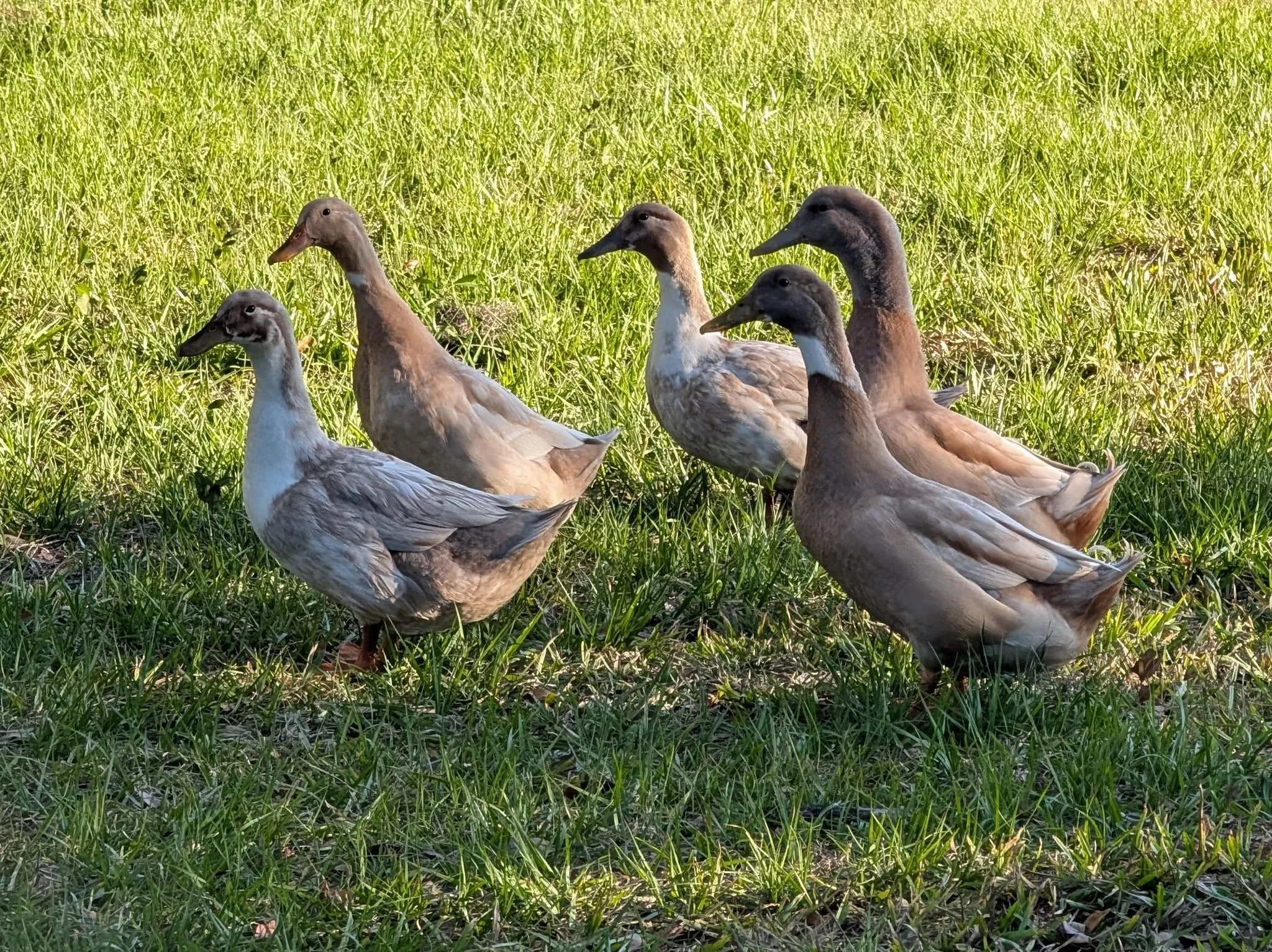 Six ducks standing on green grass with tall grass background in sunlight.
