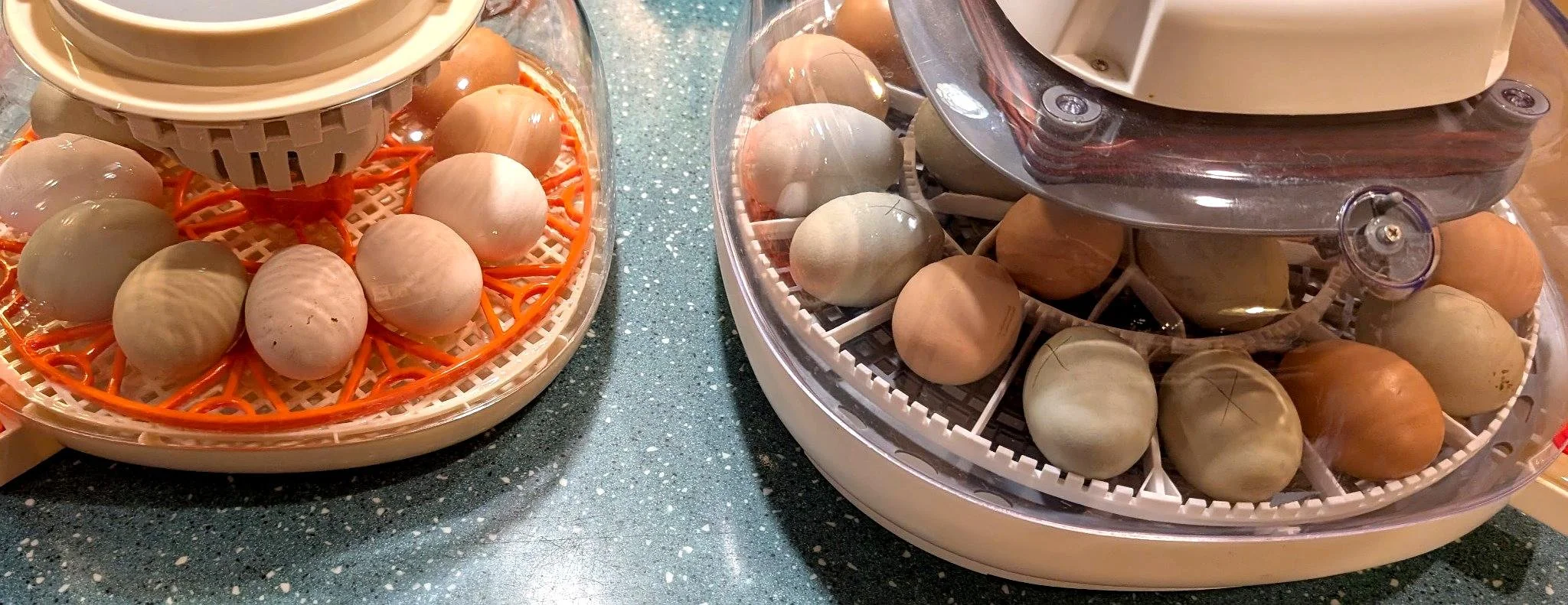 Two egg incubators with eggs inside, placed on a speckled green countertop.