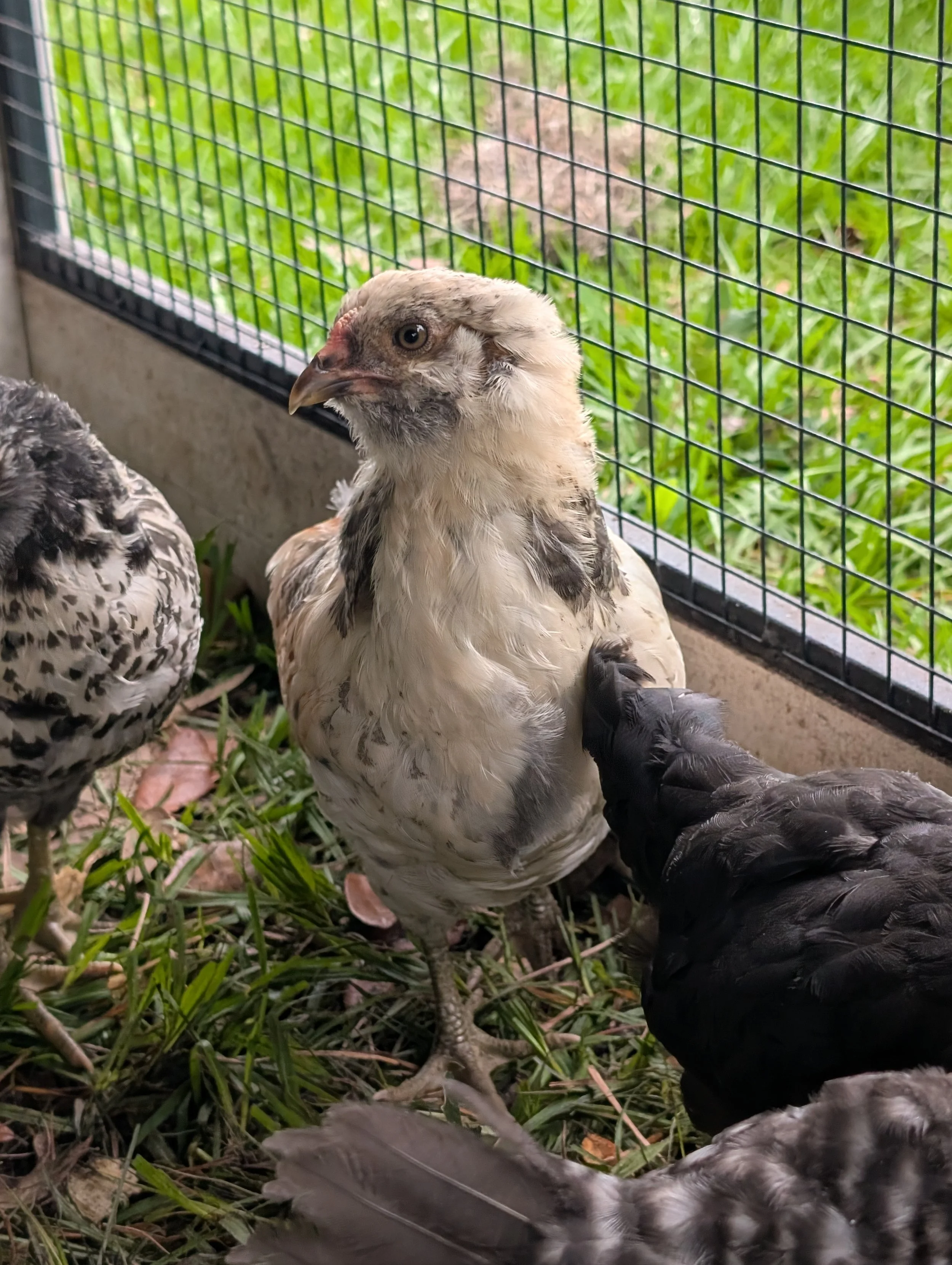 Easter Egger 2.jpg