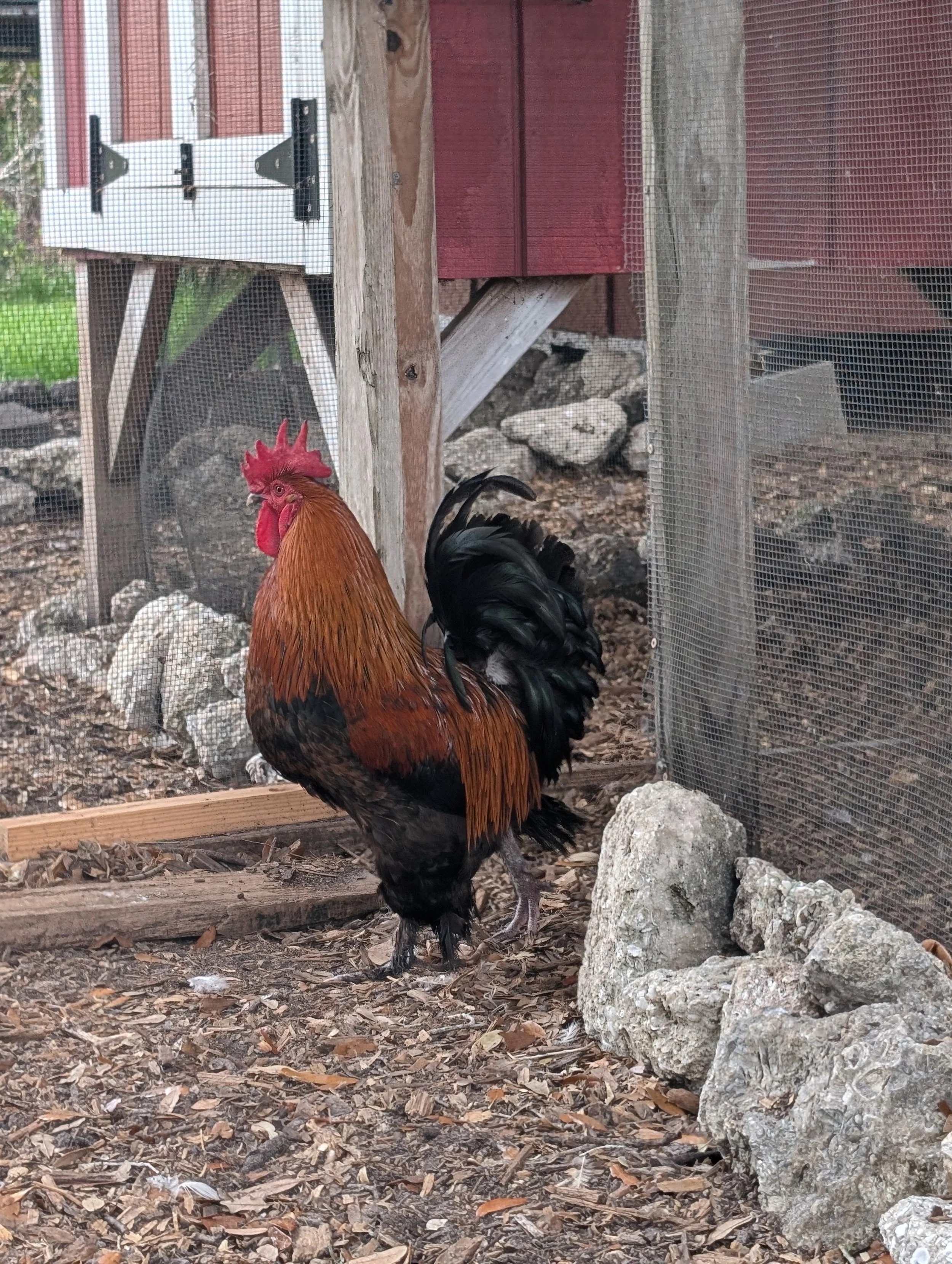 A rooster standing outdoors behind a wire fence with rocks and wood Chips on the ground.