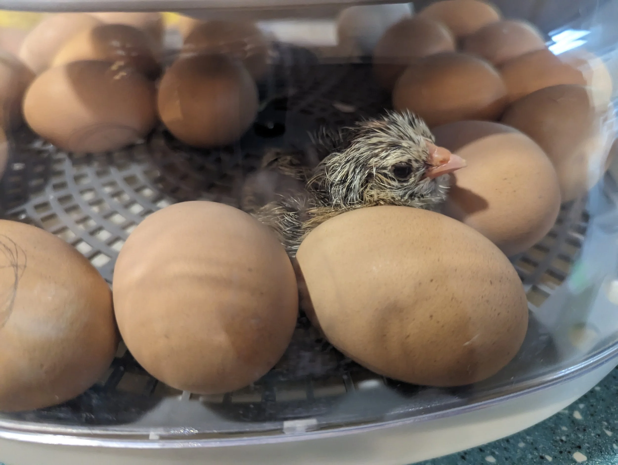A small bird with black and white feathers, a light-colored beak, and large black eyes resting among a dozen brown eggs in a plastic incubator or nesting environment.