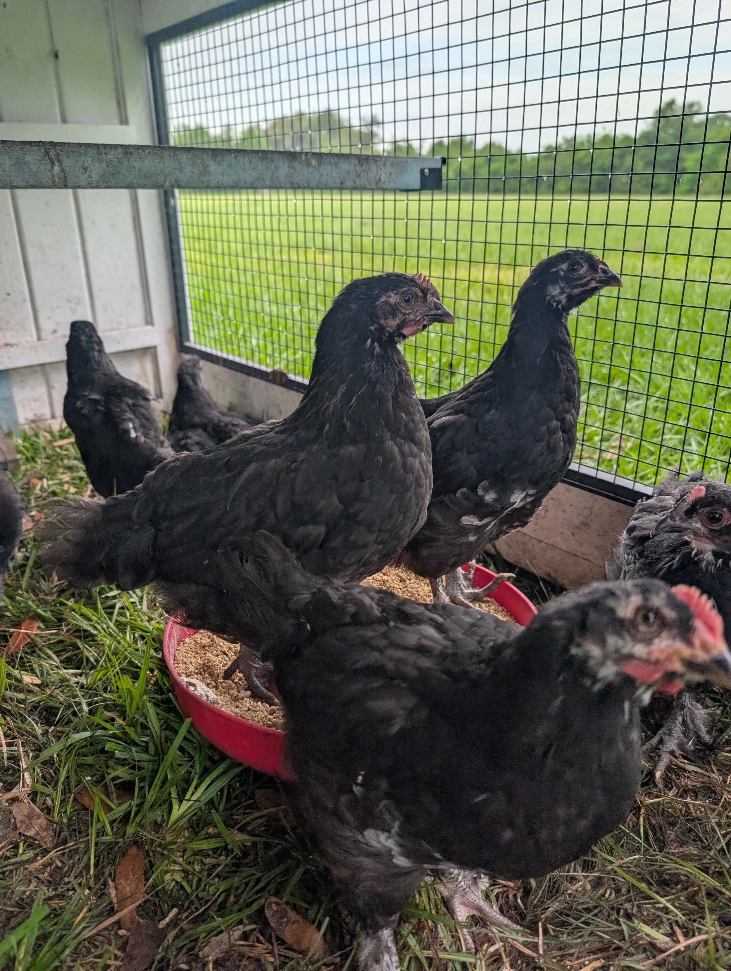 Black Copper Maran