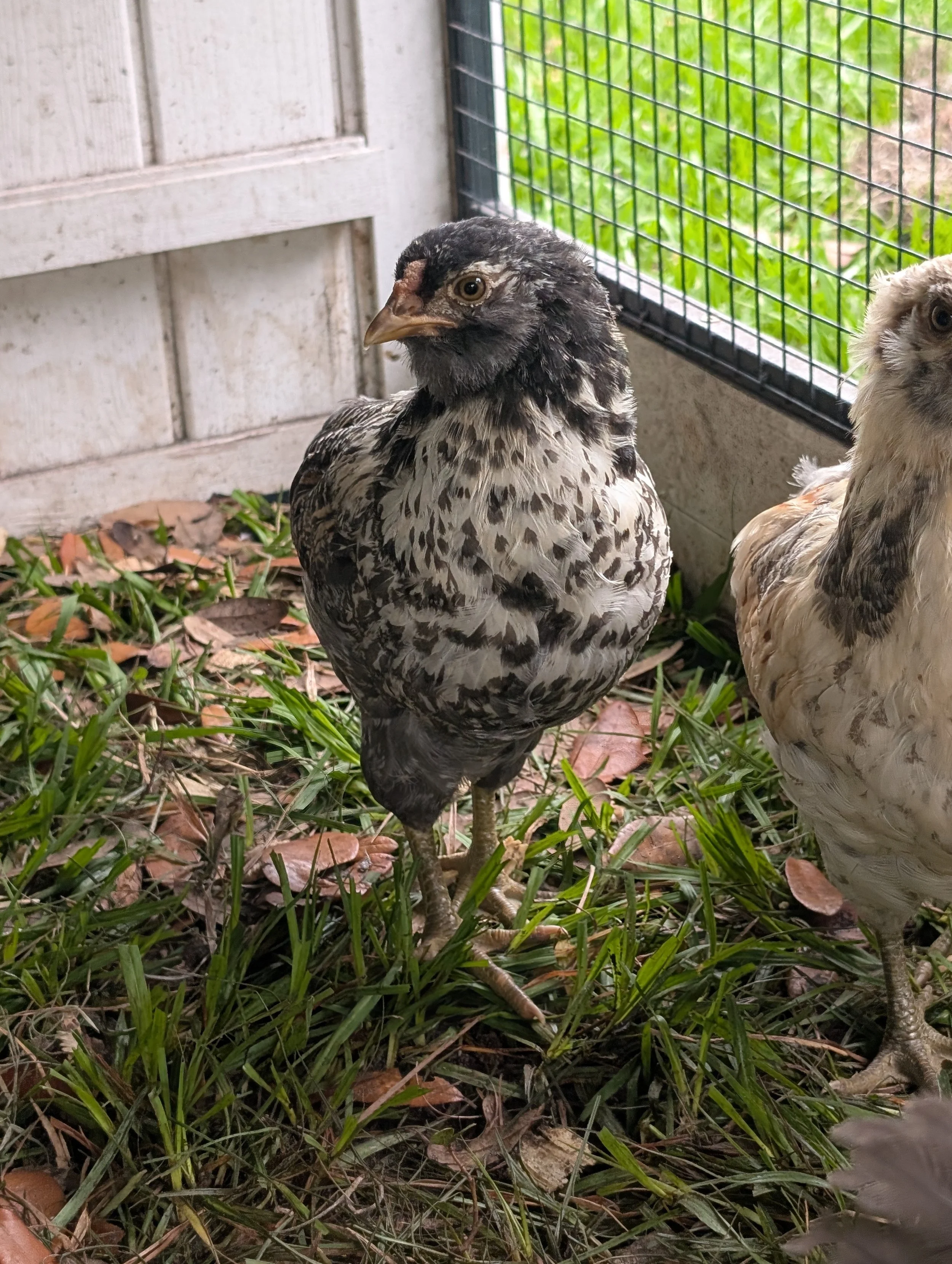 Easter Egger 1.jpg