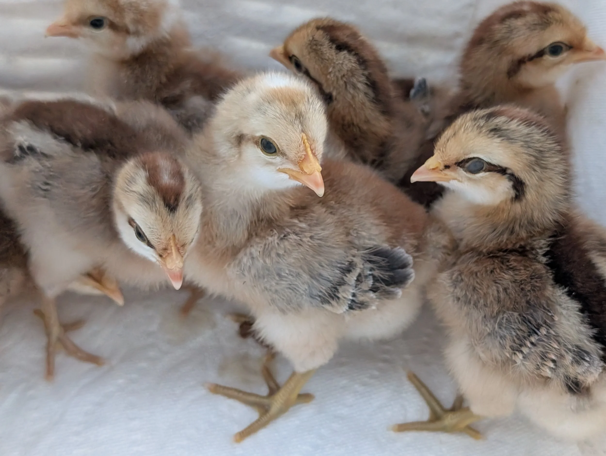 Close-up of several fuzzy yellow baby chicks huddled together on a light surface.