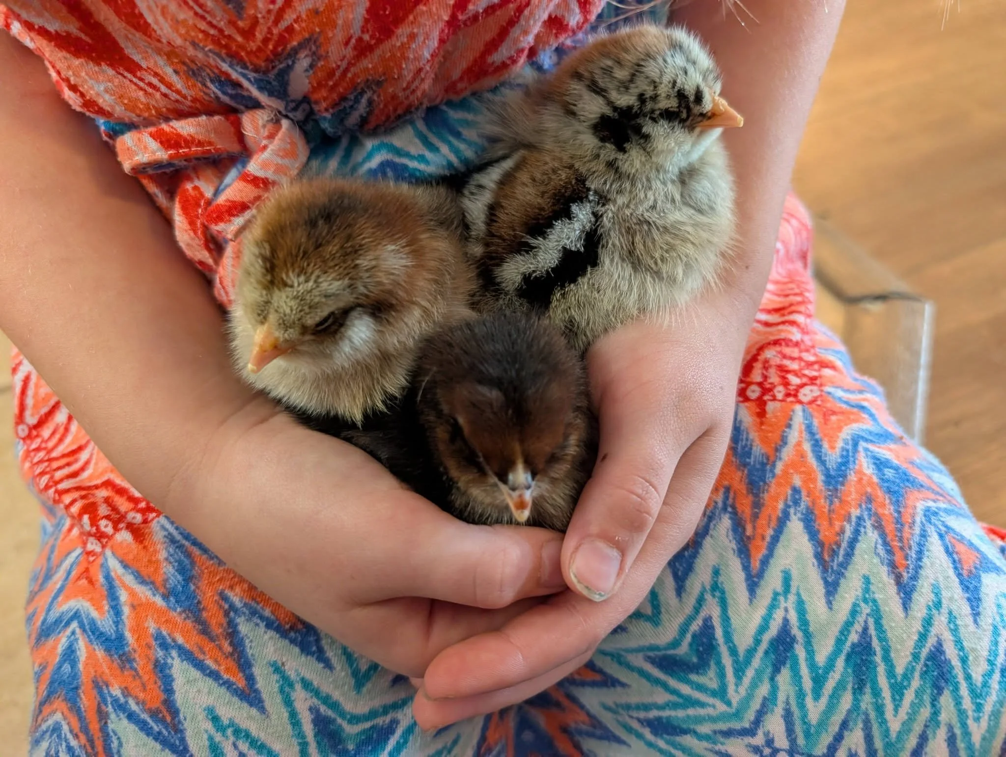 A person holding three baby chicks in their hands, with a colorful patterned cloth around their arms.