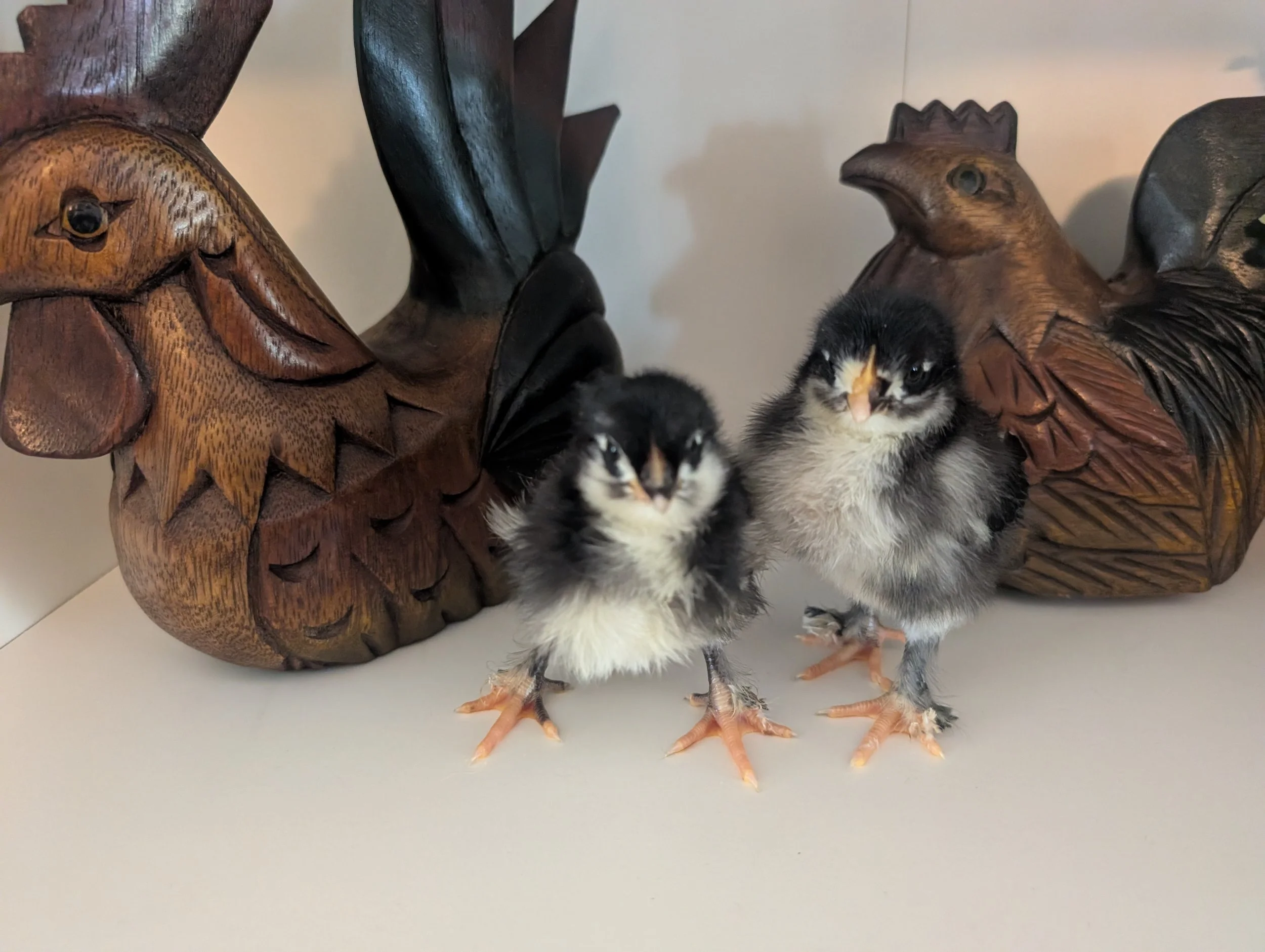 Two small black and white chickens standing in front of intricately carved wooden sculptures of birds with large beaks and feather details.
