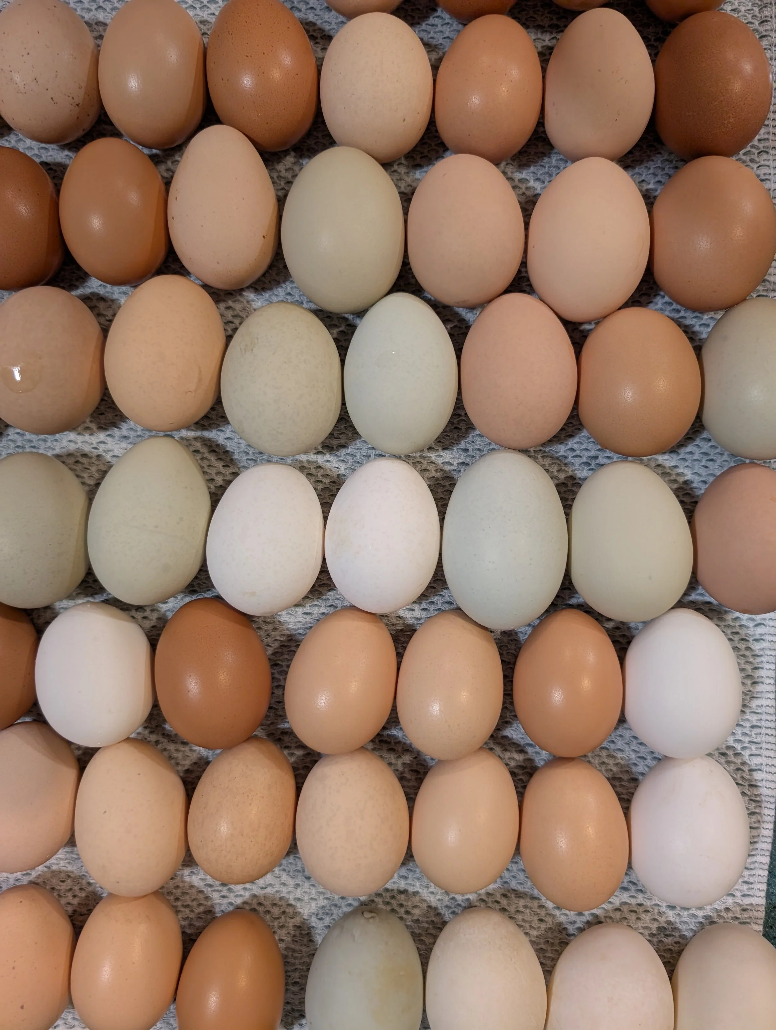 A collection of various colored eggs arranged in a grid on a textured surface.
