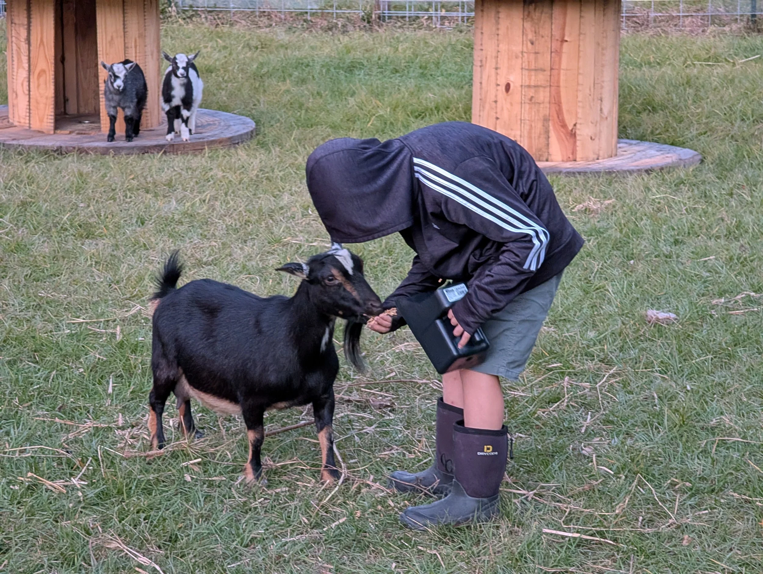 A person wearing black and gray rain boots, a black jacket, and gray shorts is bending down to pet a small black and tan goat on a grassy field. In the background, two baby goats stand near a wooden structure.